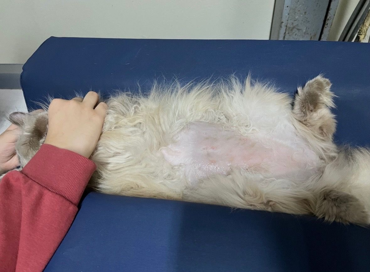 Help Olaf Get The Surgery He Needs campaign photo, 2 of 8