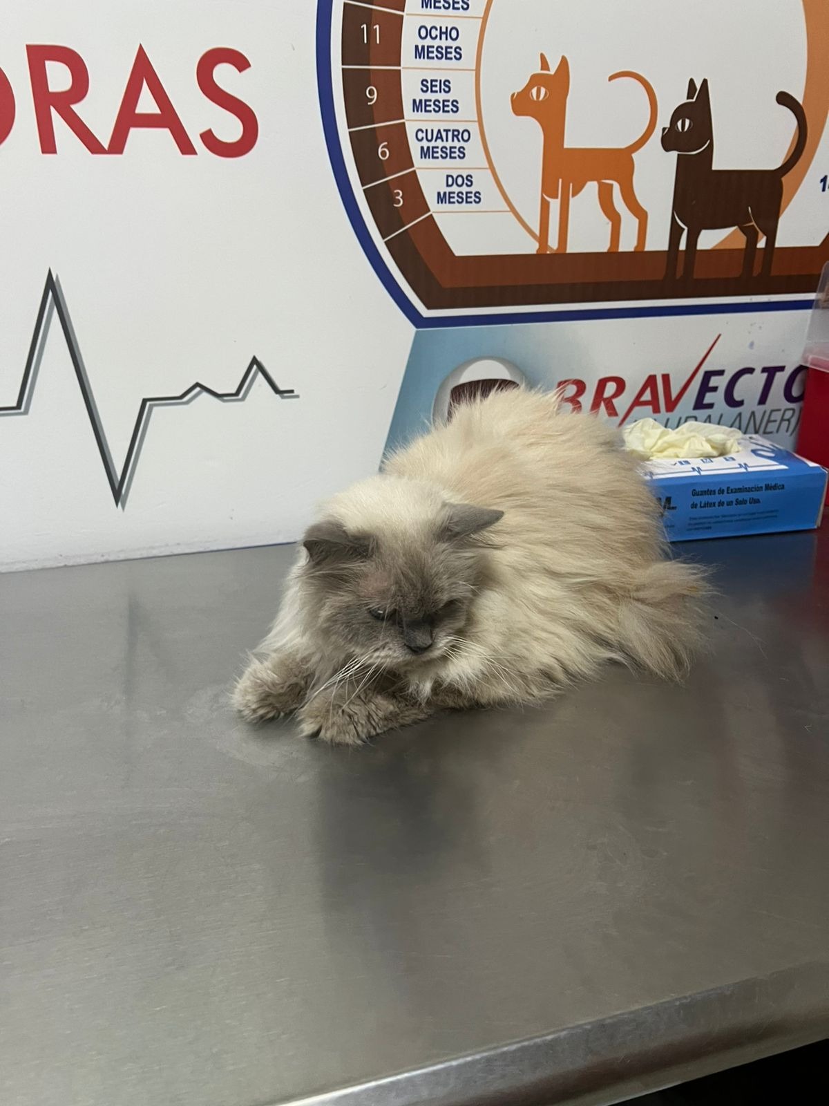 Help Olaf Get The Surgery He Needs campaign photo, 6 of 8