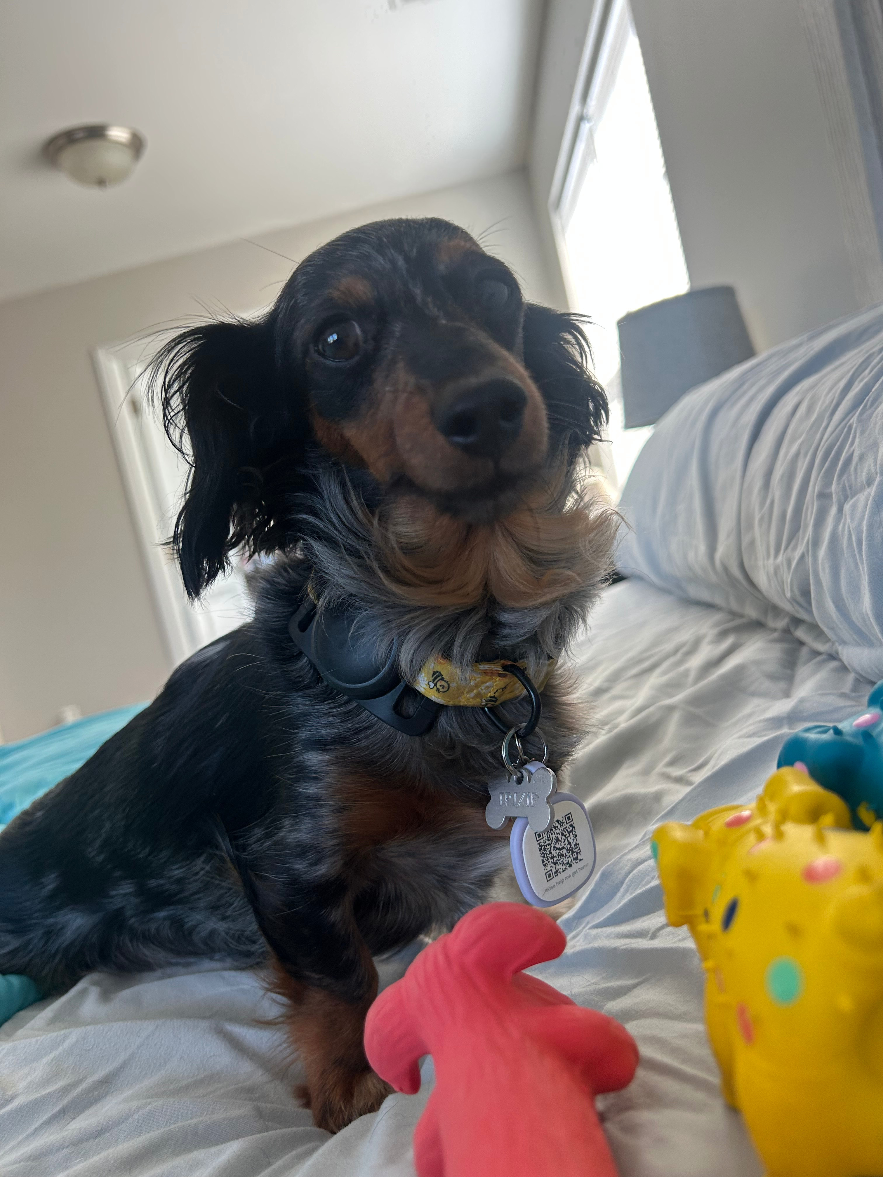 Support Trixie’s Surgery❤️ campaign photo, 5 of 6