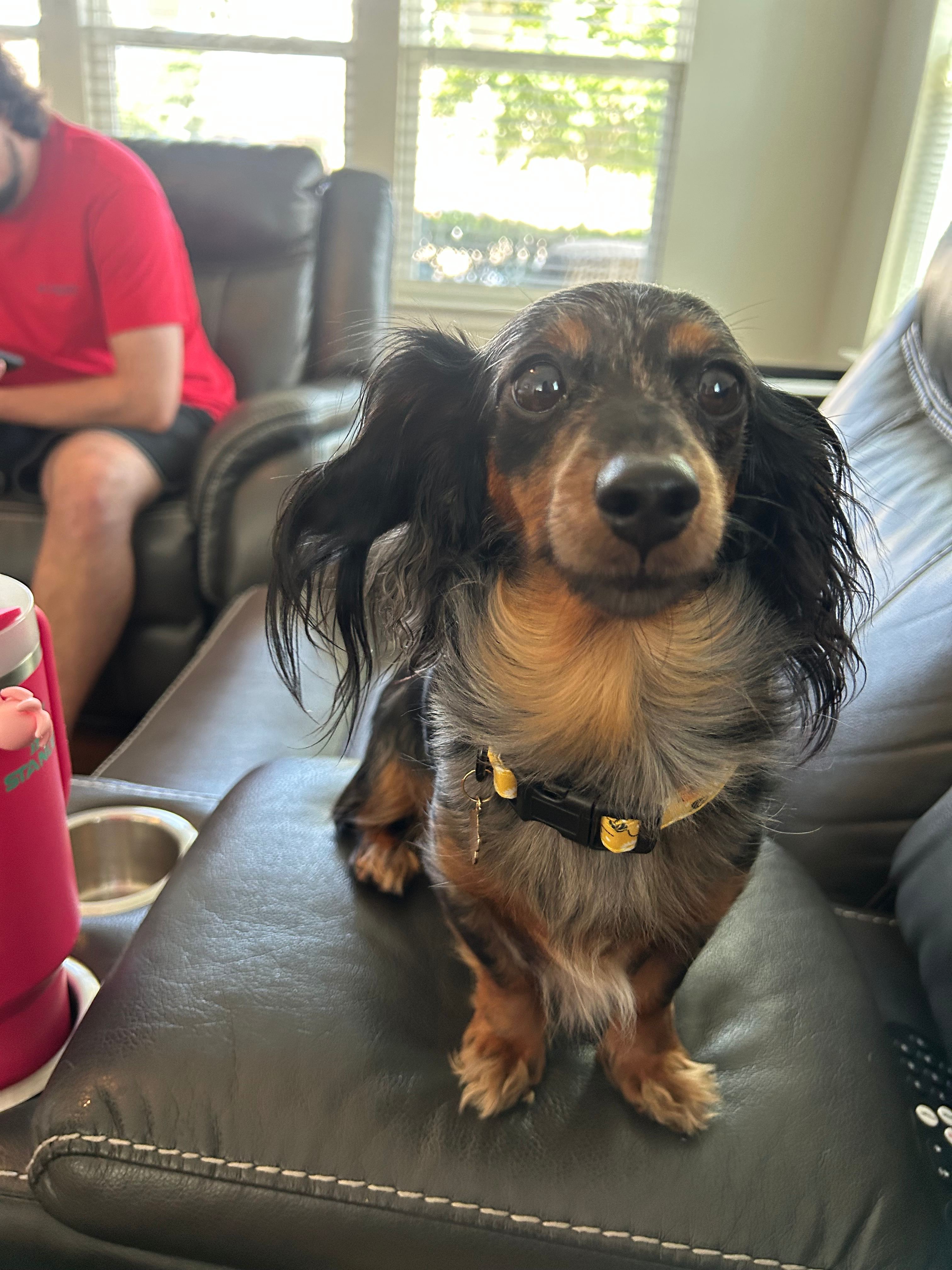 Support Trixie’s Surgery❤️ campaign photo, 2 of 6