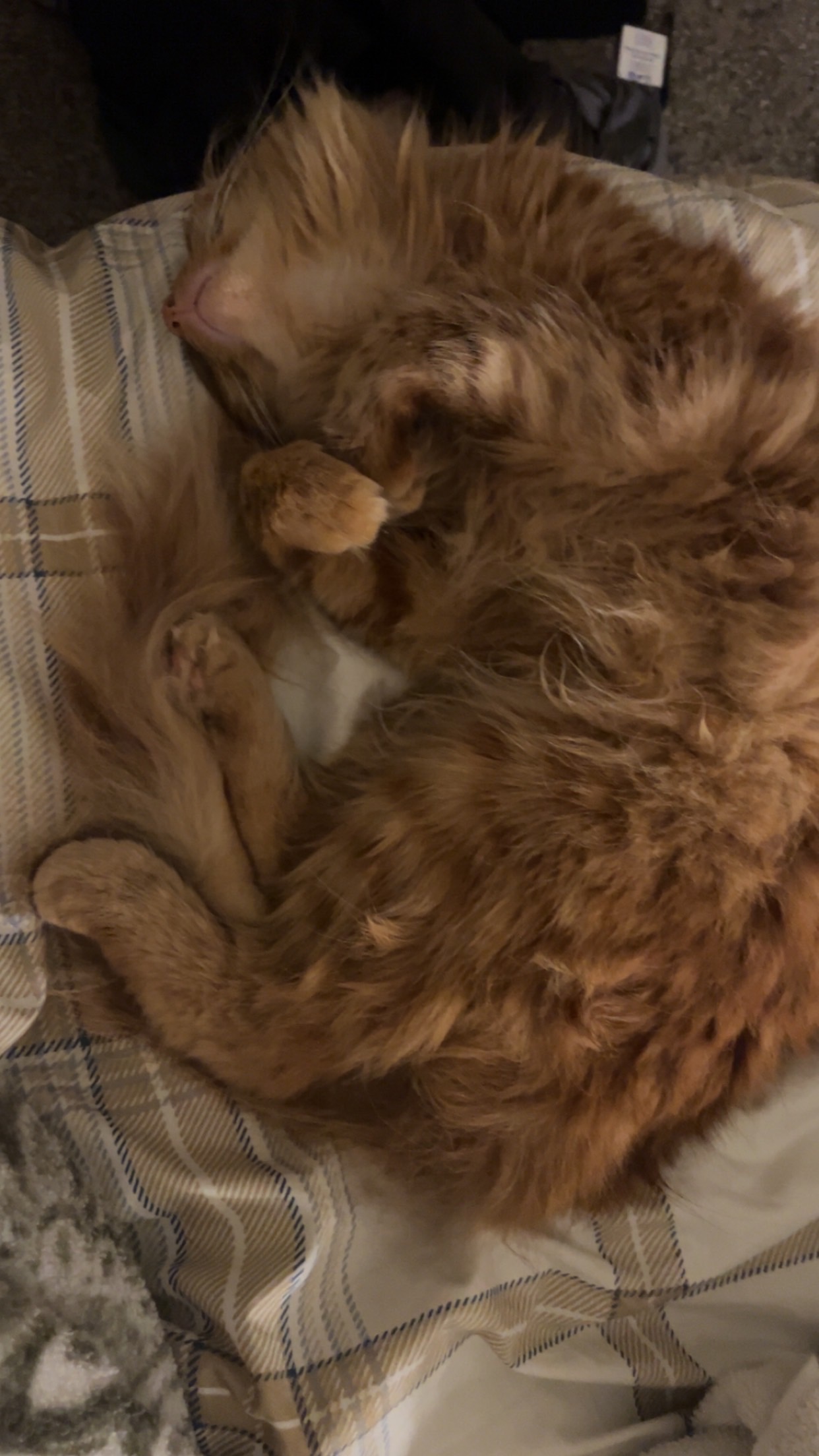 Urgent Vet Care for my baby campaign photo, 2 of 8