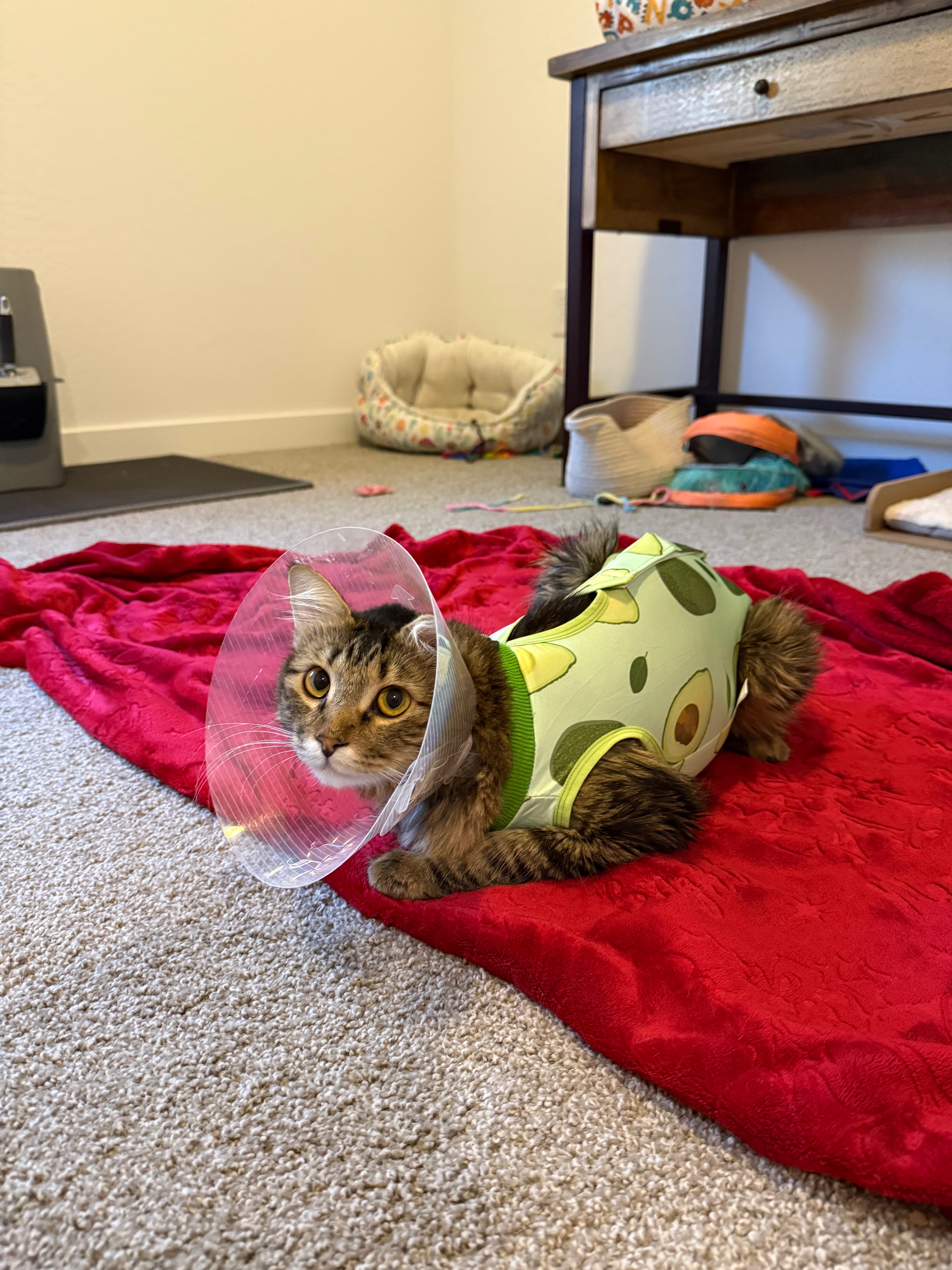 Support Branson and Cupid's Medical Battle campaign photo, 5 of 8