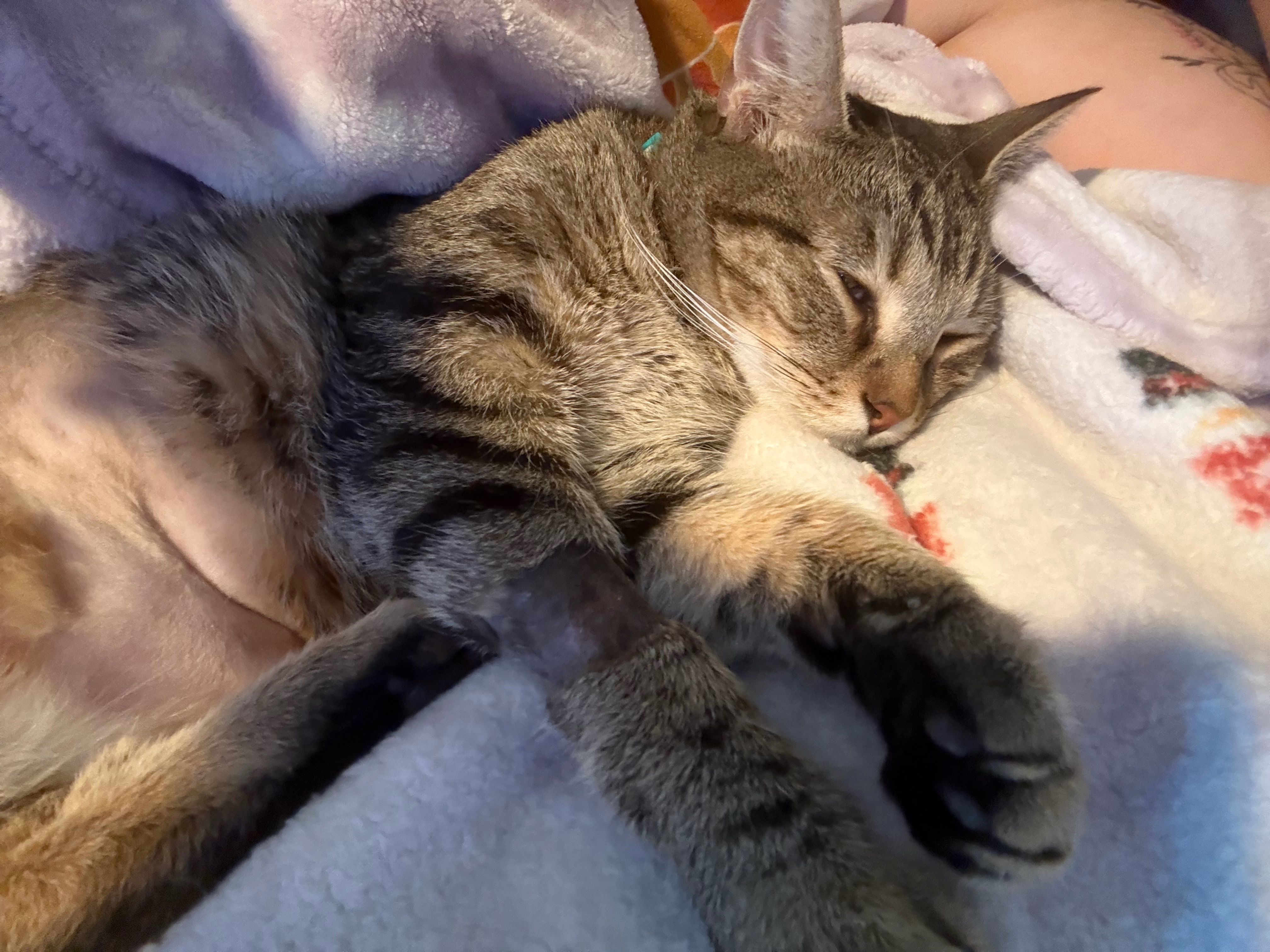 Support Branson and Cupid's Medical Battle campaign photo, 6 of 8