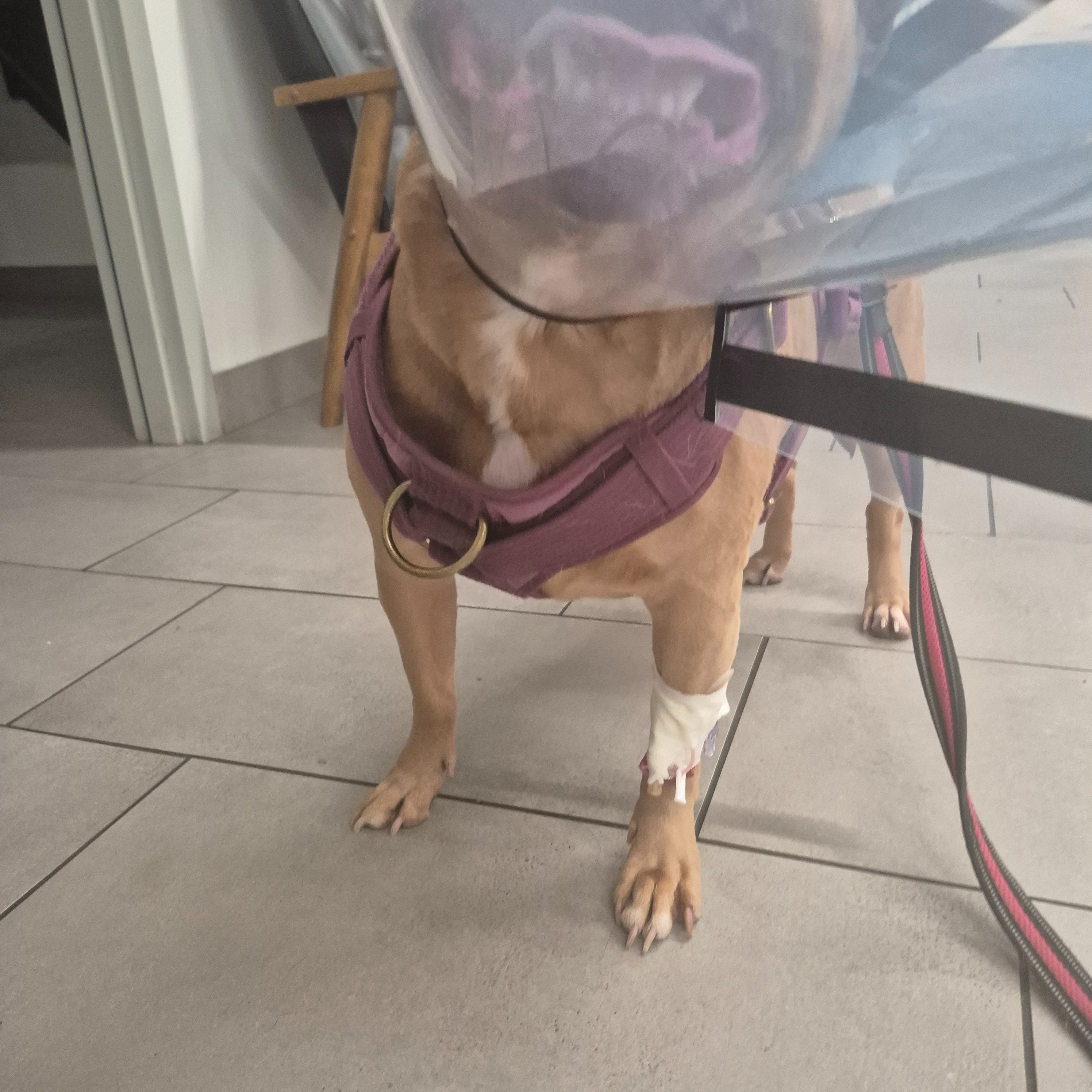 Support Artemis' Urgent Medical Treatment campaign photo, 2 of 4