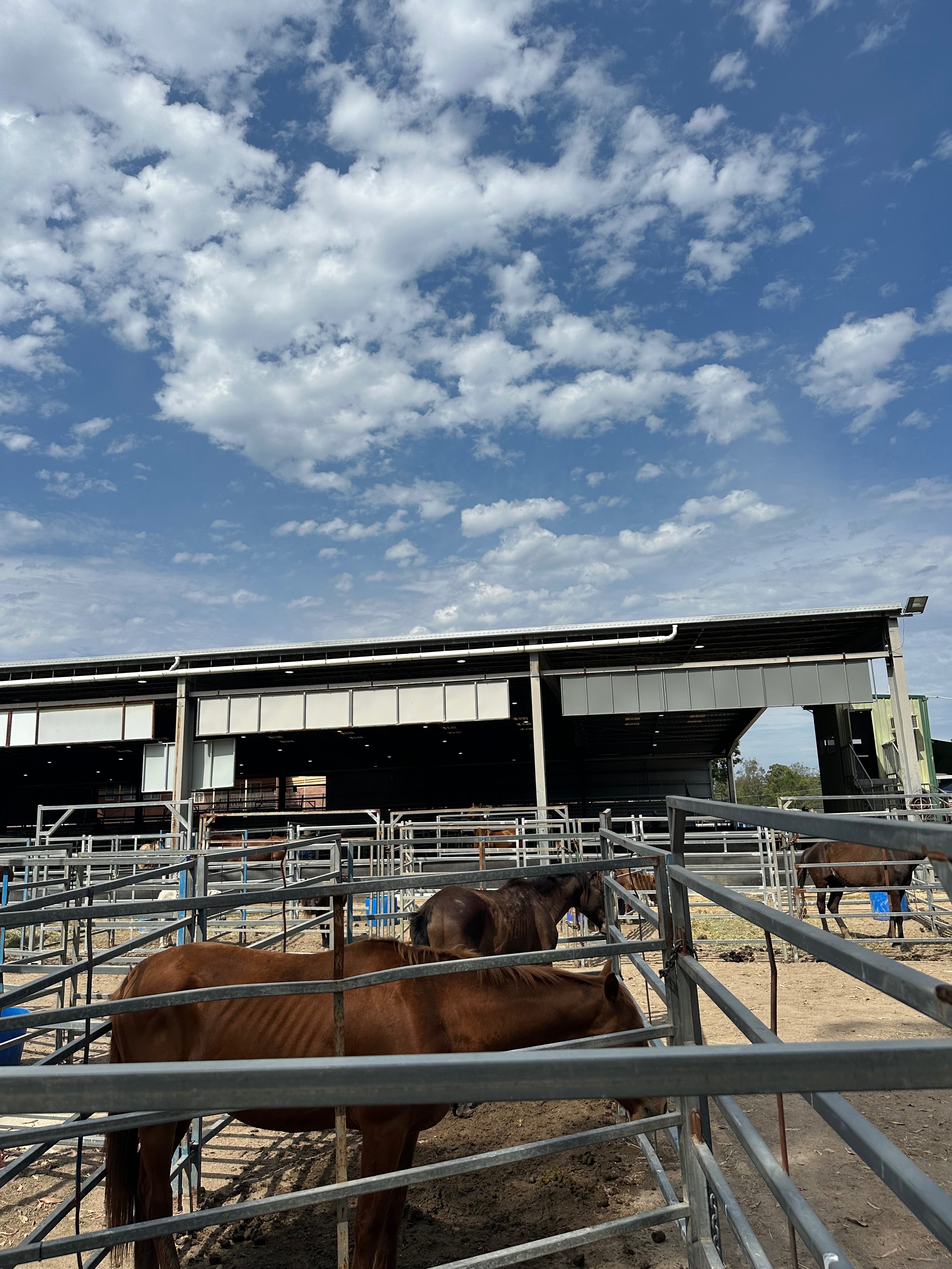 Horse sales campaign photo, 7 of 8
