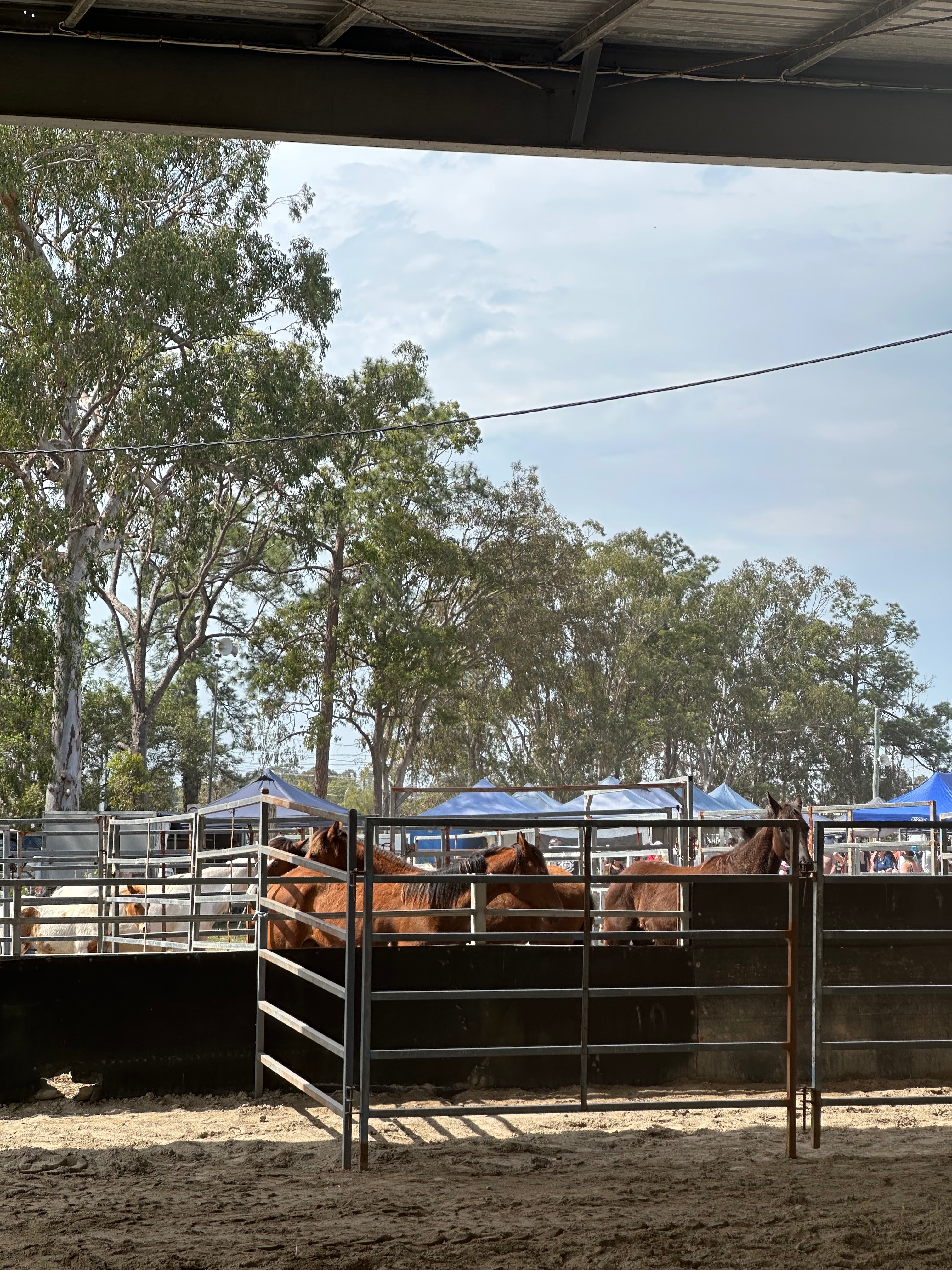 Horse sales campaign photo, 2 of 8