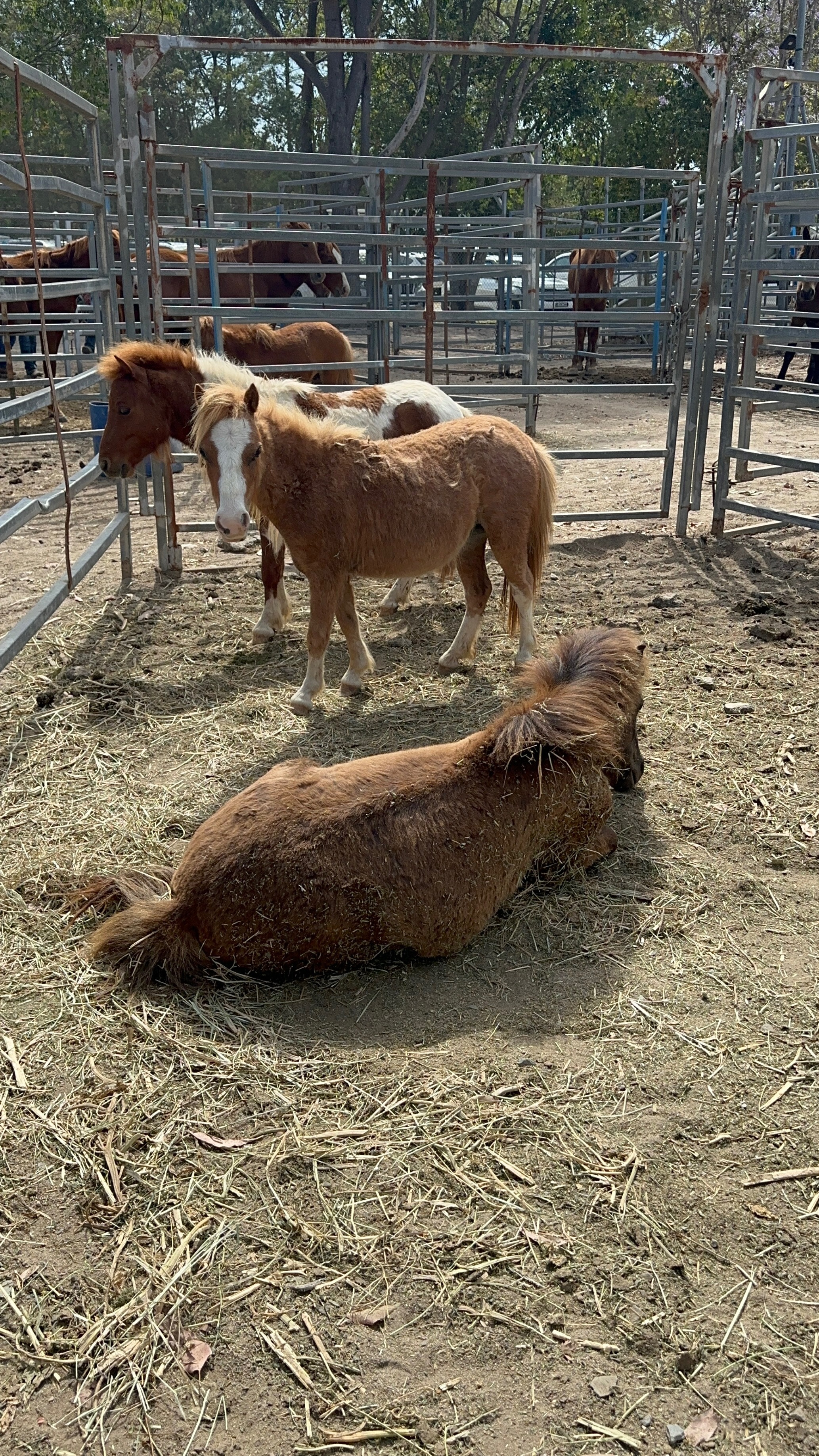 Horse sales campaign photo, 4 of 8