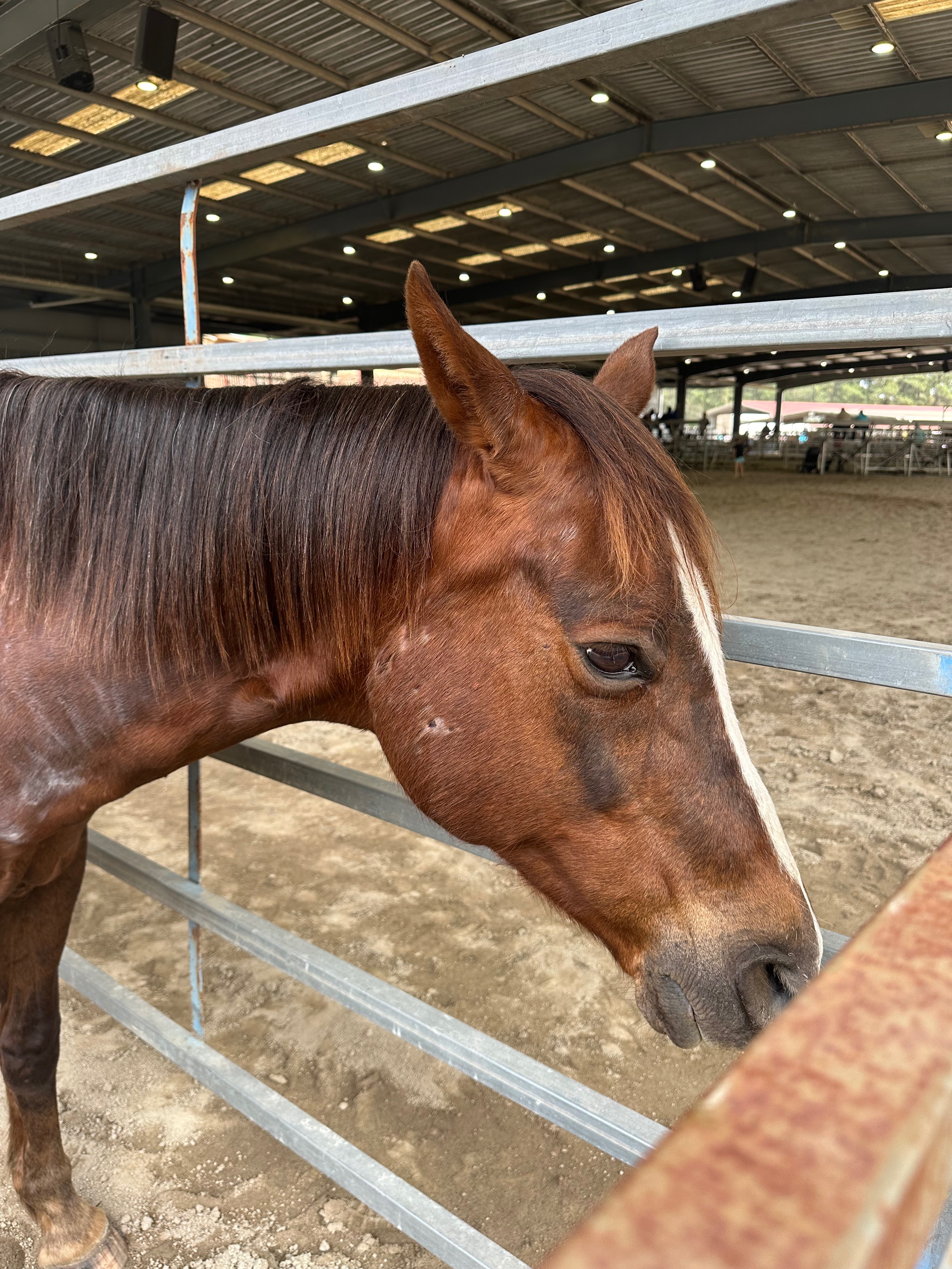 Horse sales campaign photo, 5 of 8