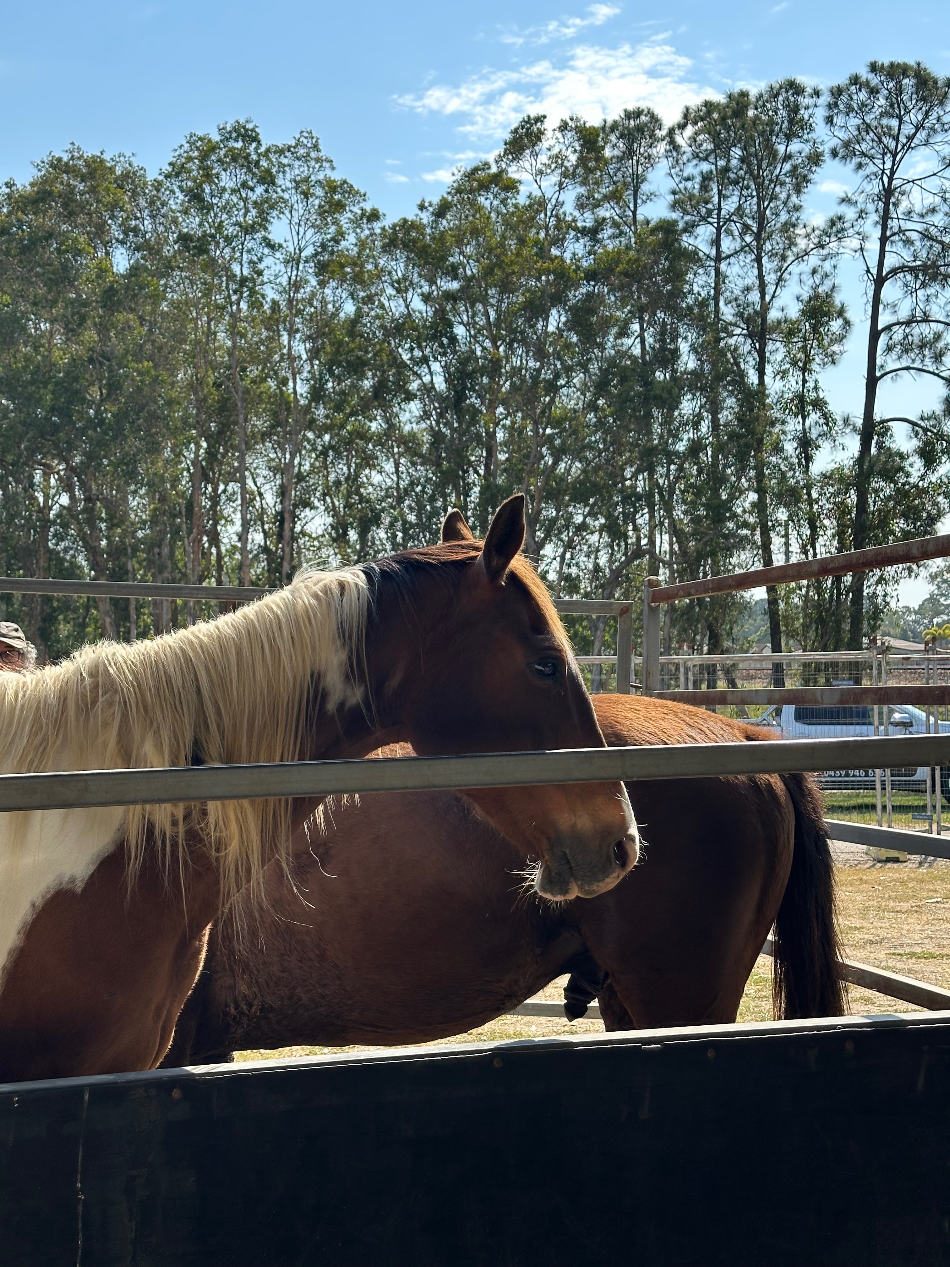 Horse sales campaign photo, 6 of 8