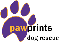 Drawing to help Pawprints Dog rescue charity campaign photo, 7 of 8