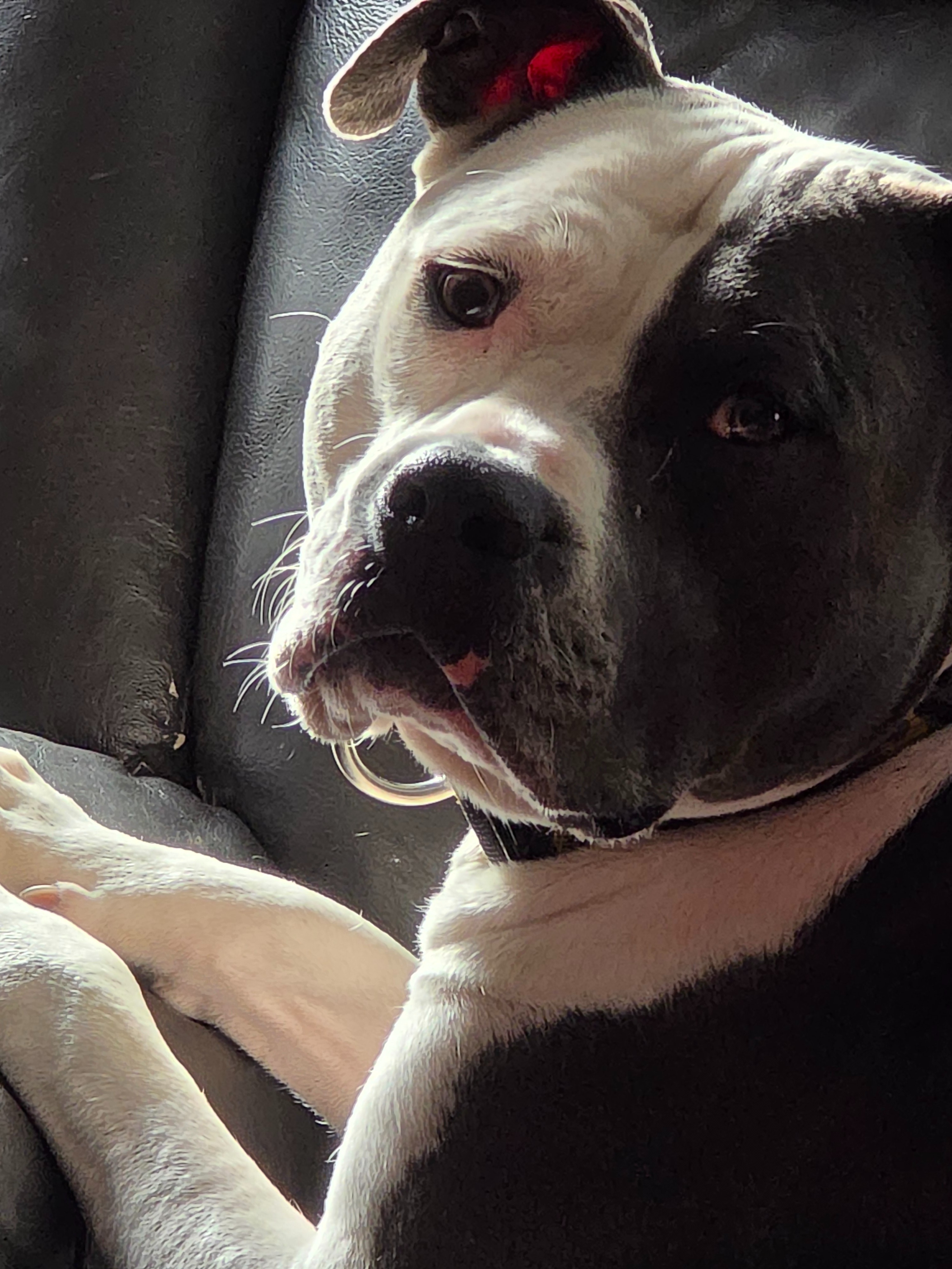 Help the dogs at Mutts in Distress campaign photo, 2 of 4
