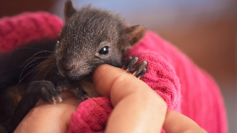 Help Beyond Roots & Refuge Animal Sanctuary. photo