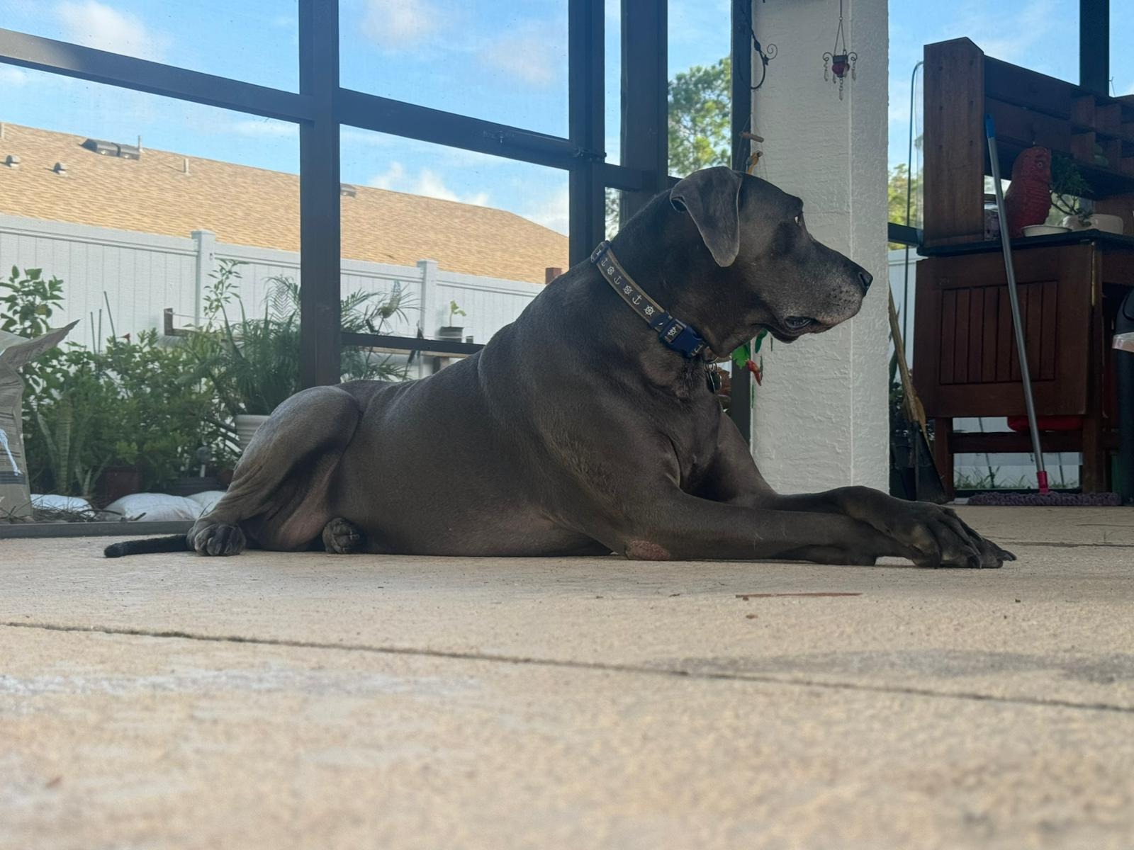 Help a Single Mom Reunite with Her Great Dane campaign photo, 4 of 5