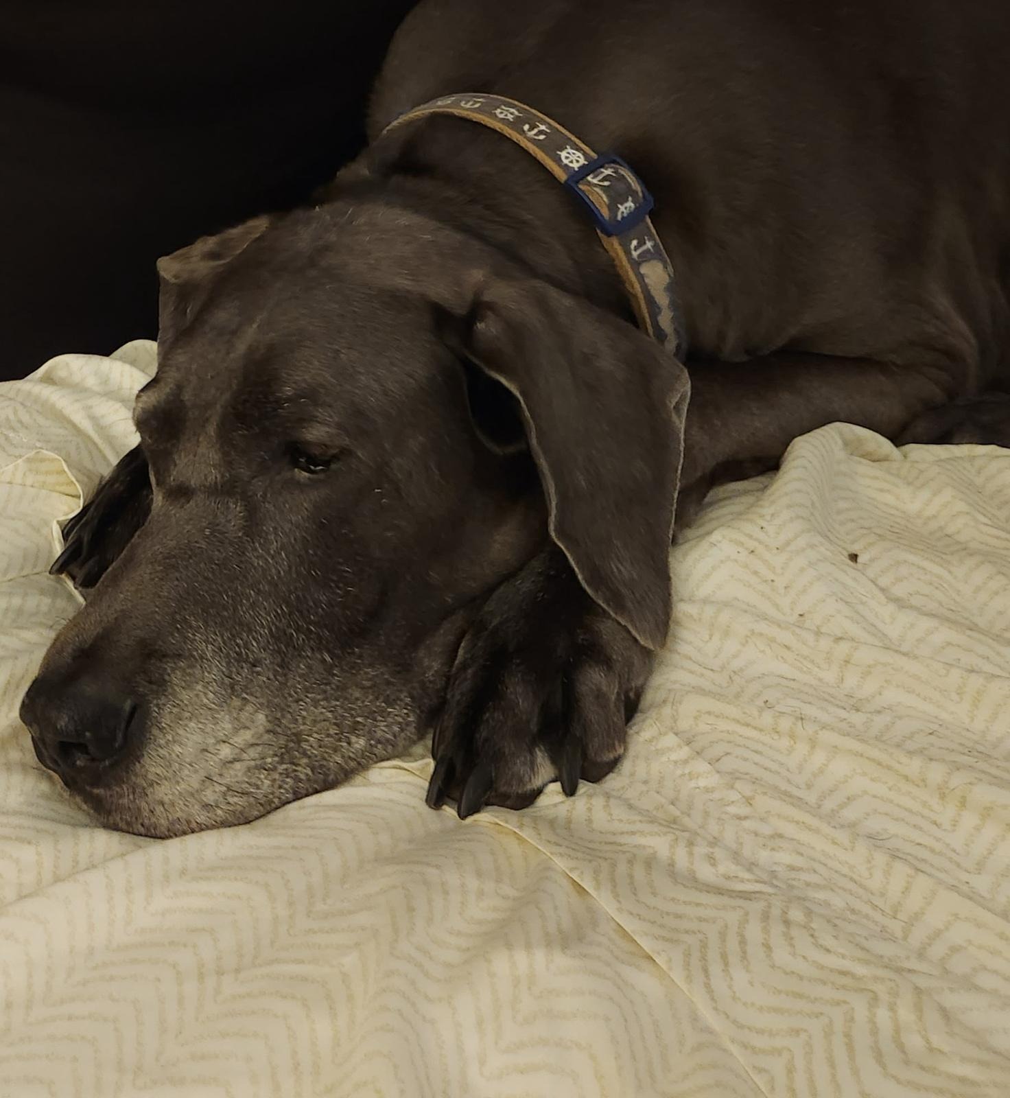 Help a Single Mom Reunite with Her Great Dane campaign photo, 2 of 5