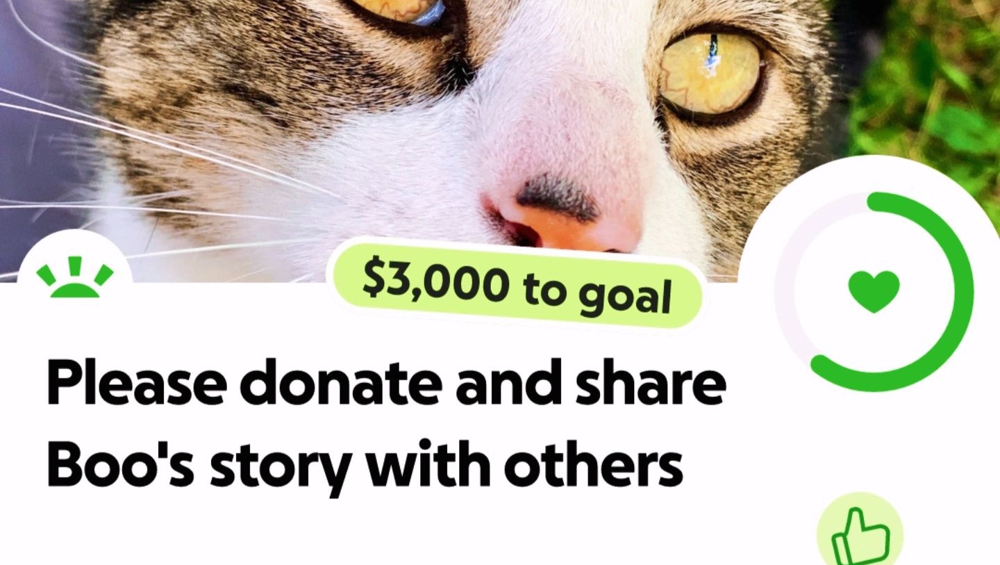 Please donate and share Boo's story photo