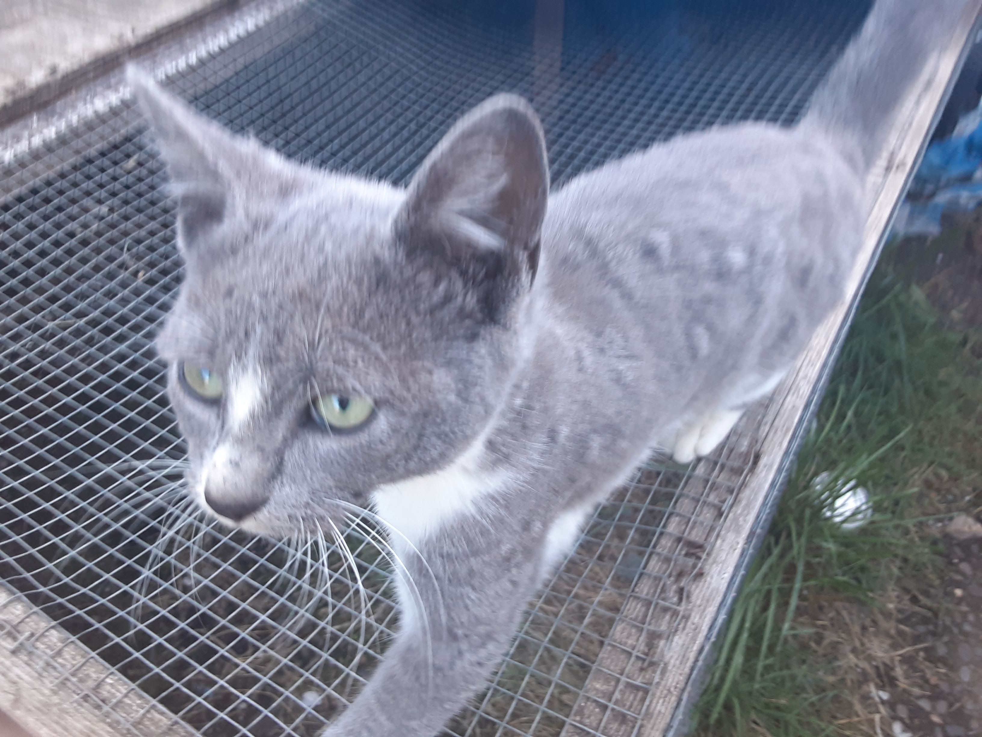 Fuel the Mission: Aid for Cat Spay & Neuter Project campaign photo, 2 of 4