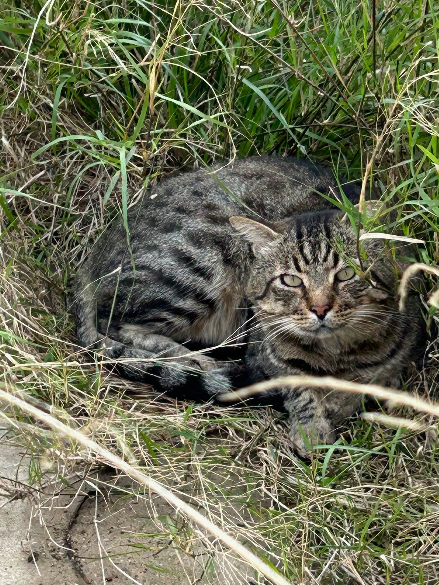 La Tribù dei Mici: la colonia felina di Poggiardo (LE) campaign photo, 4 of 8