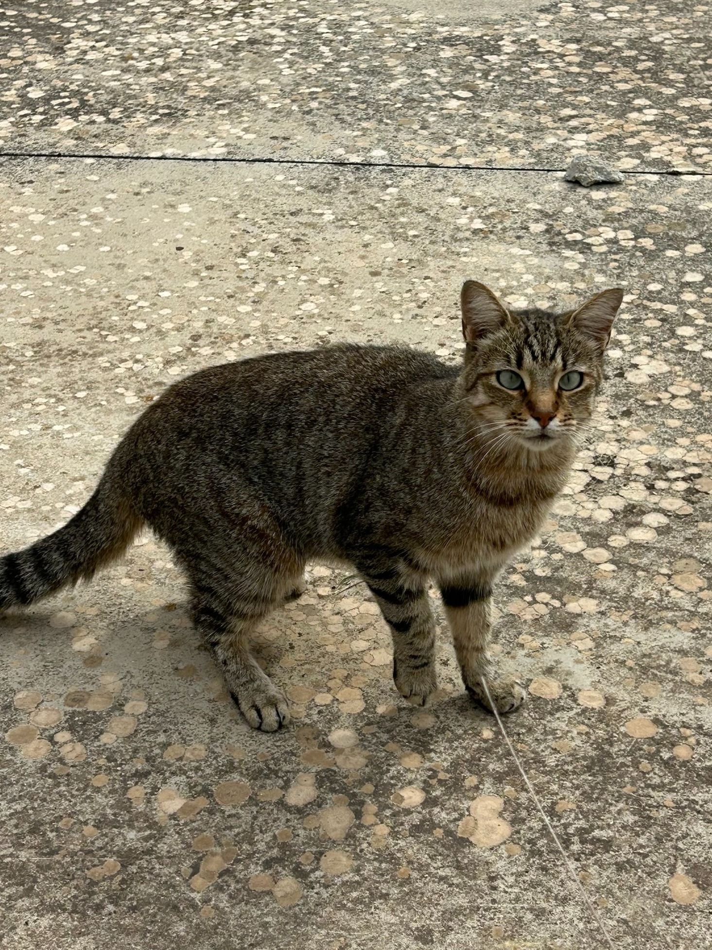 La Tribù dei Mici: la colonia felina di Poggiardo (LE) campaign photo, 5 of 8