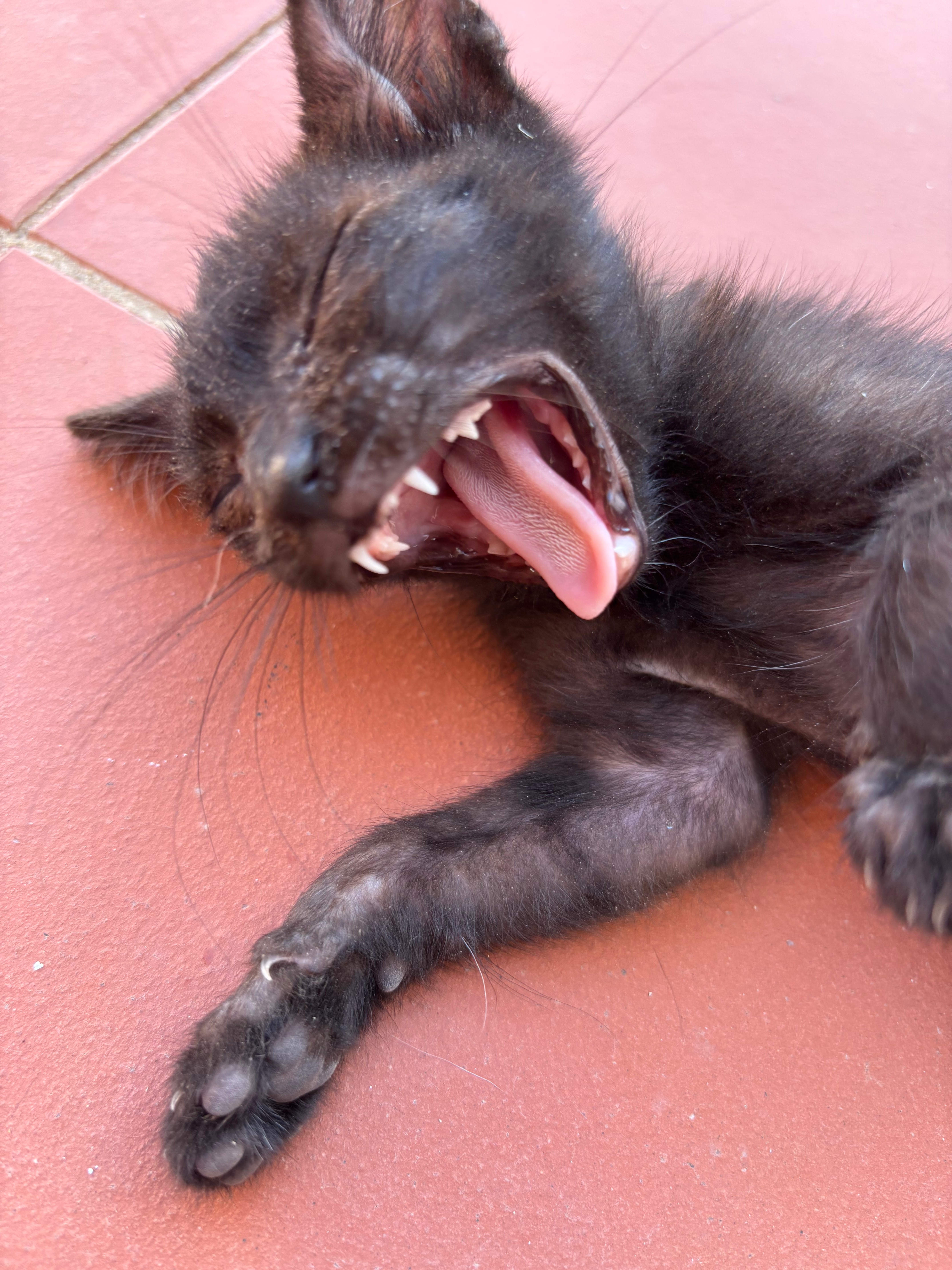Help Patinha en Cinza aan een zorgeloos leven…in Colombia! campaign photo, 5 of 7