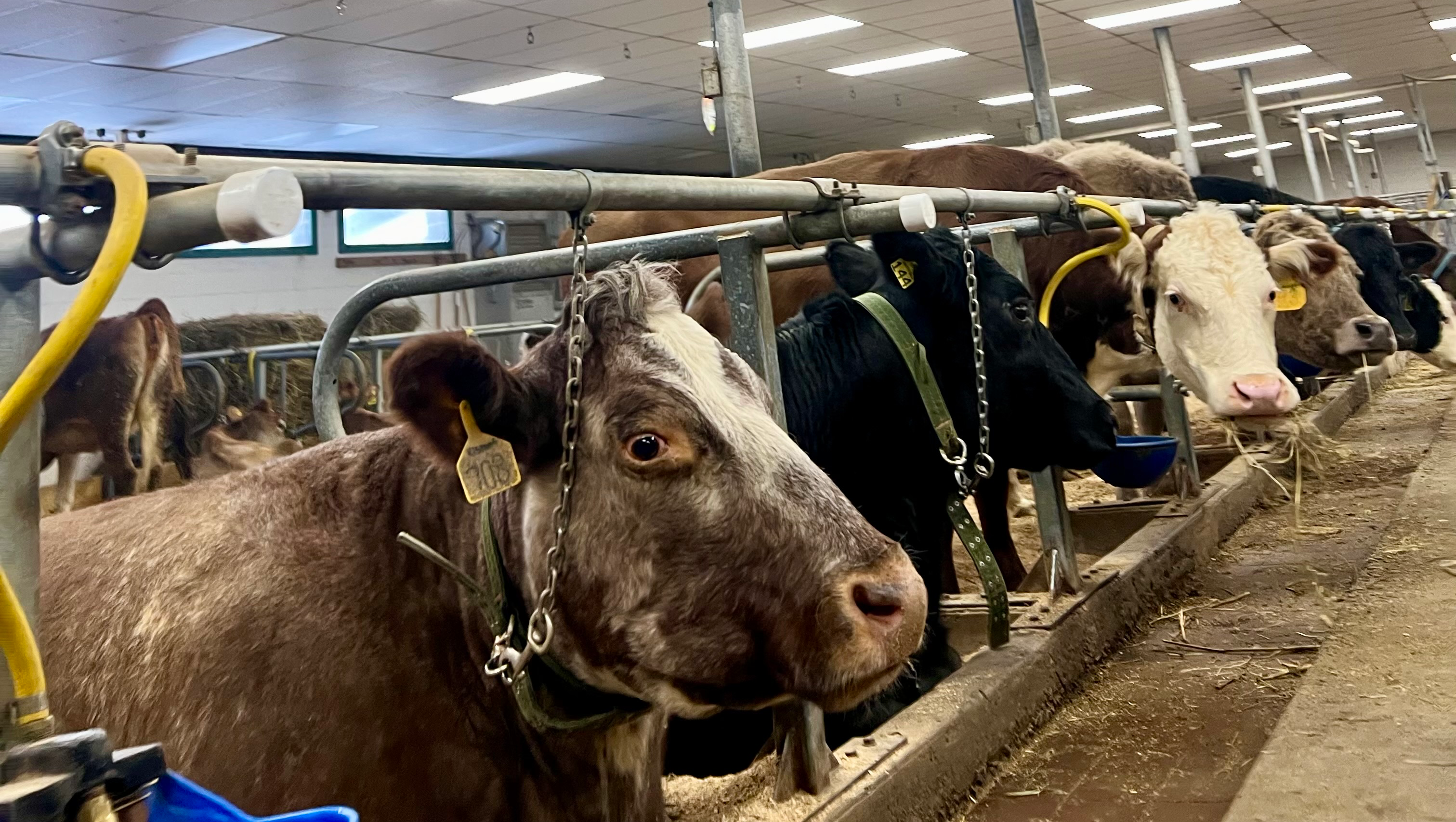 Support a Future Vet Tech's Education photo