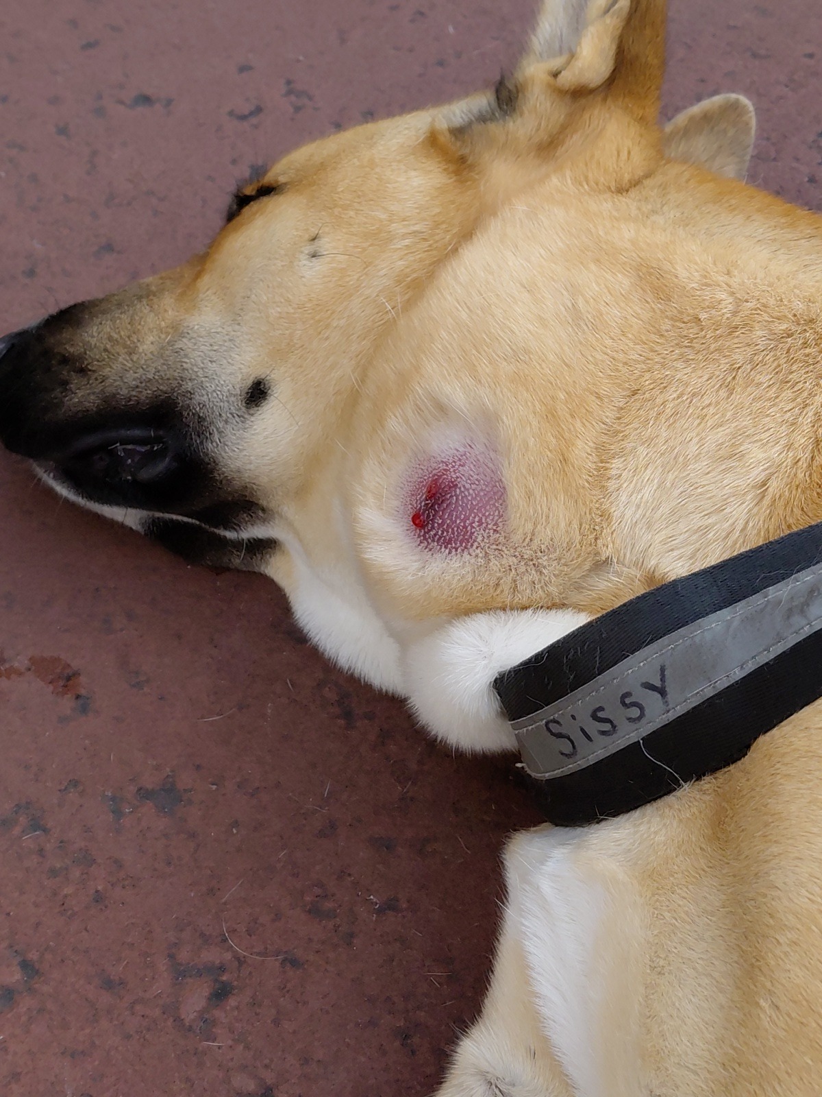 Help Mickey Get life saving surgery campaign photo, 2 of 7