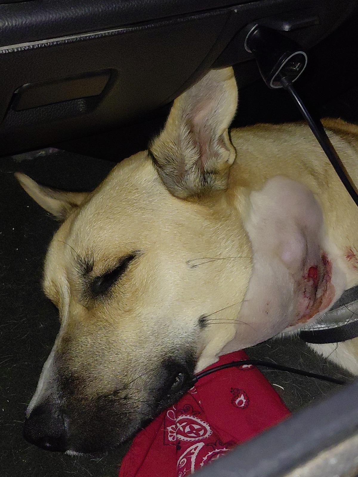Help Mickey Get life saving surgery campaign photo, 6 of 7