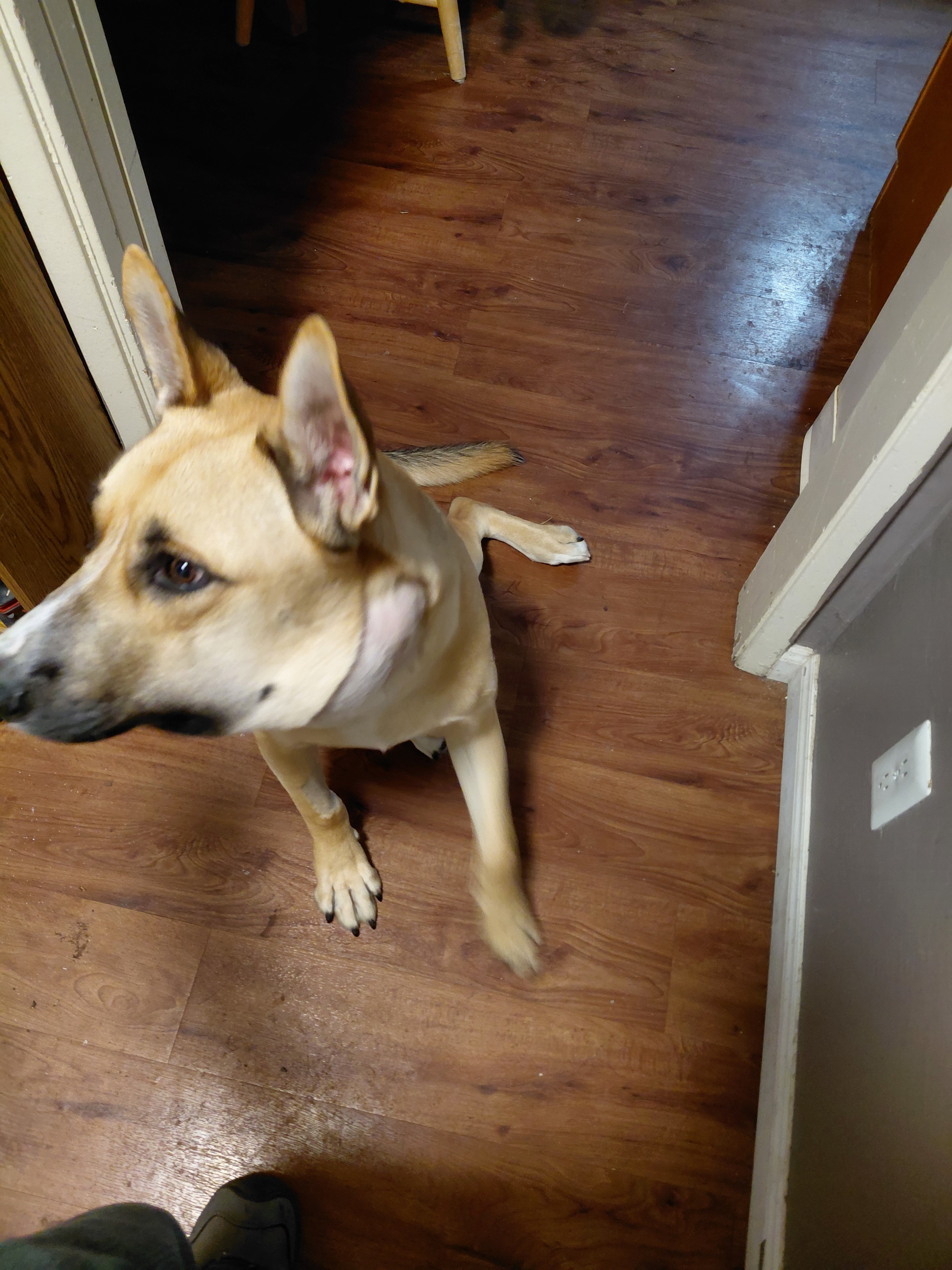 Help Mickey Get life saving surgery campaign photo, 4 of 7