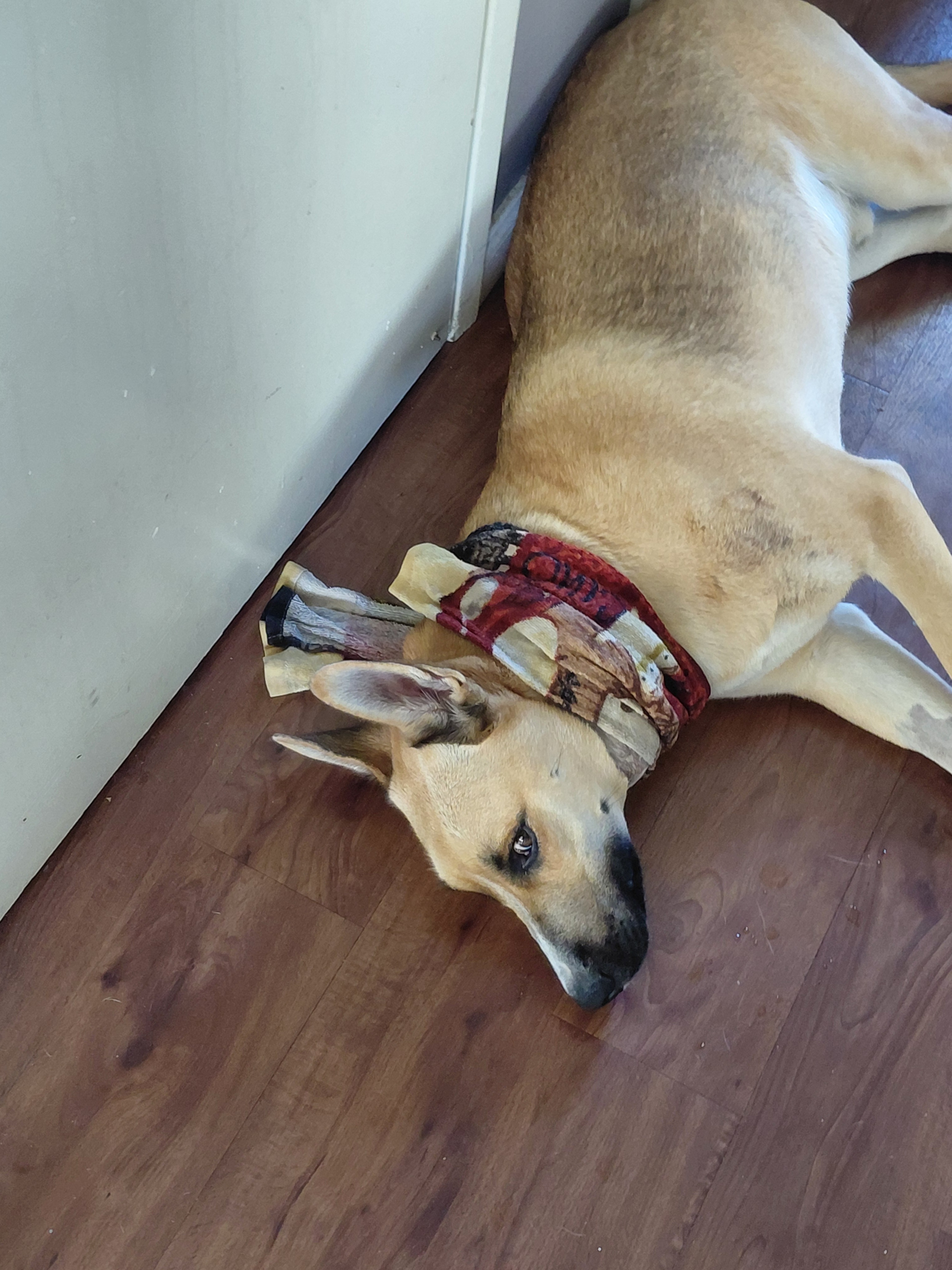 Help Mickey Get life saving surgery campaign photo, 5 of 7