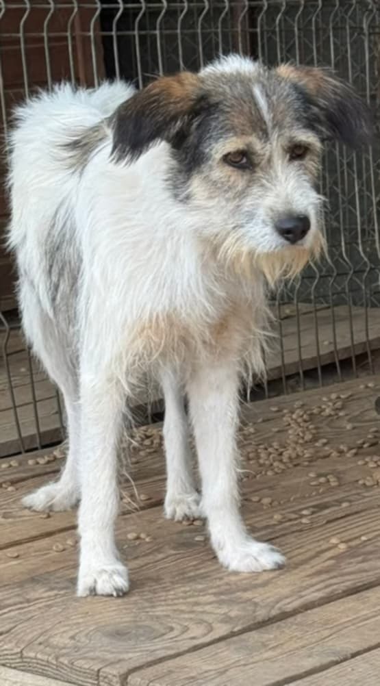 Caroline’s Dog Rescue – Help us to feed the dogs this Xmas! campaign photo, 7 of 8