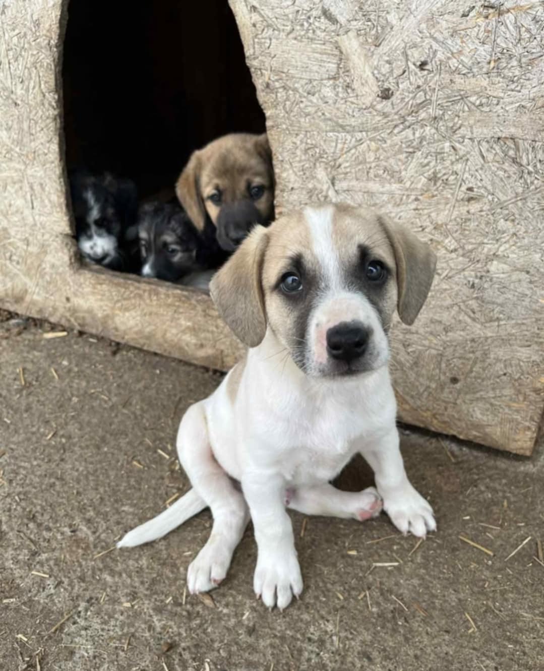 Caroline’s Dog Rescue – Help us to feed the dogs this Xmas! campaign photo, 2 of 8