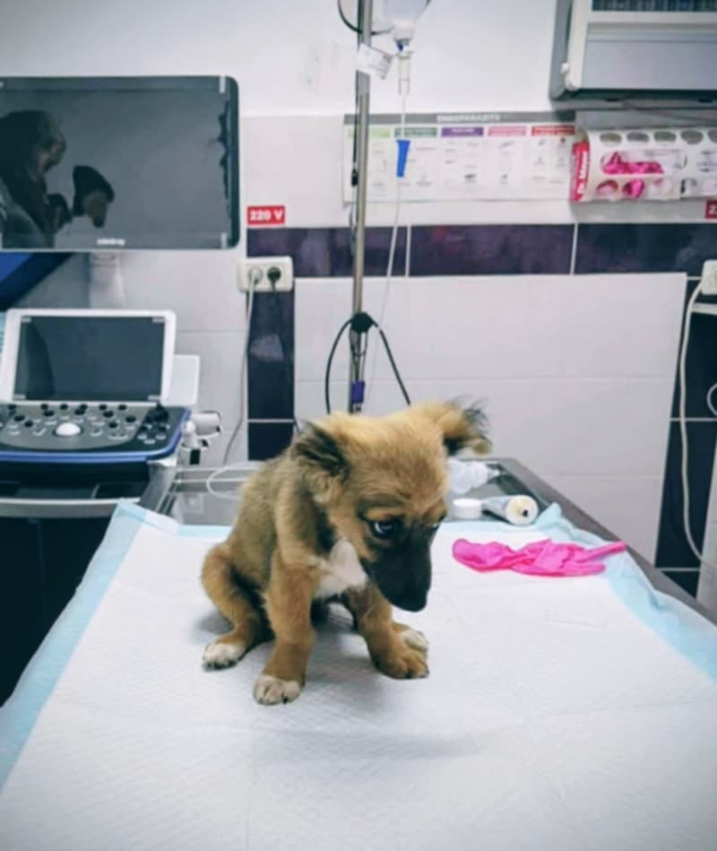 Caroline’s Dog Rescue – Help us to feed the dogs this Xmas! campaign photo, 4 of 8