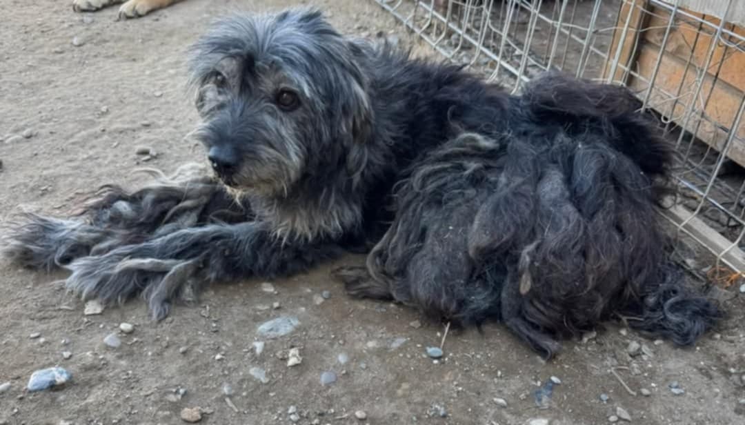 Caroline’s Dog Rescue – Help us to feed the dogs this Xmas! campaign photo, 5 of 8