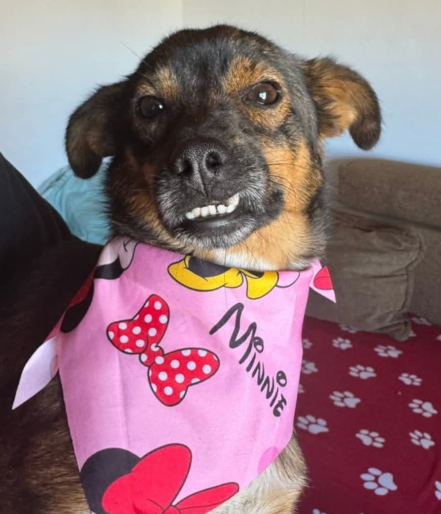 Caroline’s Dog Rescue – Help us to feed the dogs this Xmas! campaign photo, 6 of 8