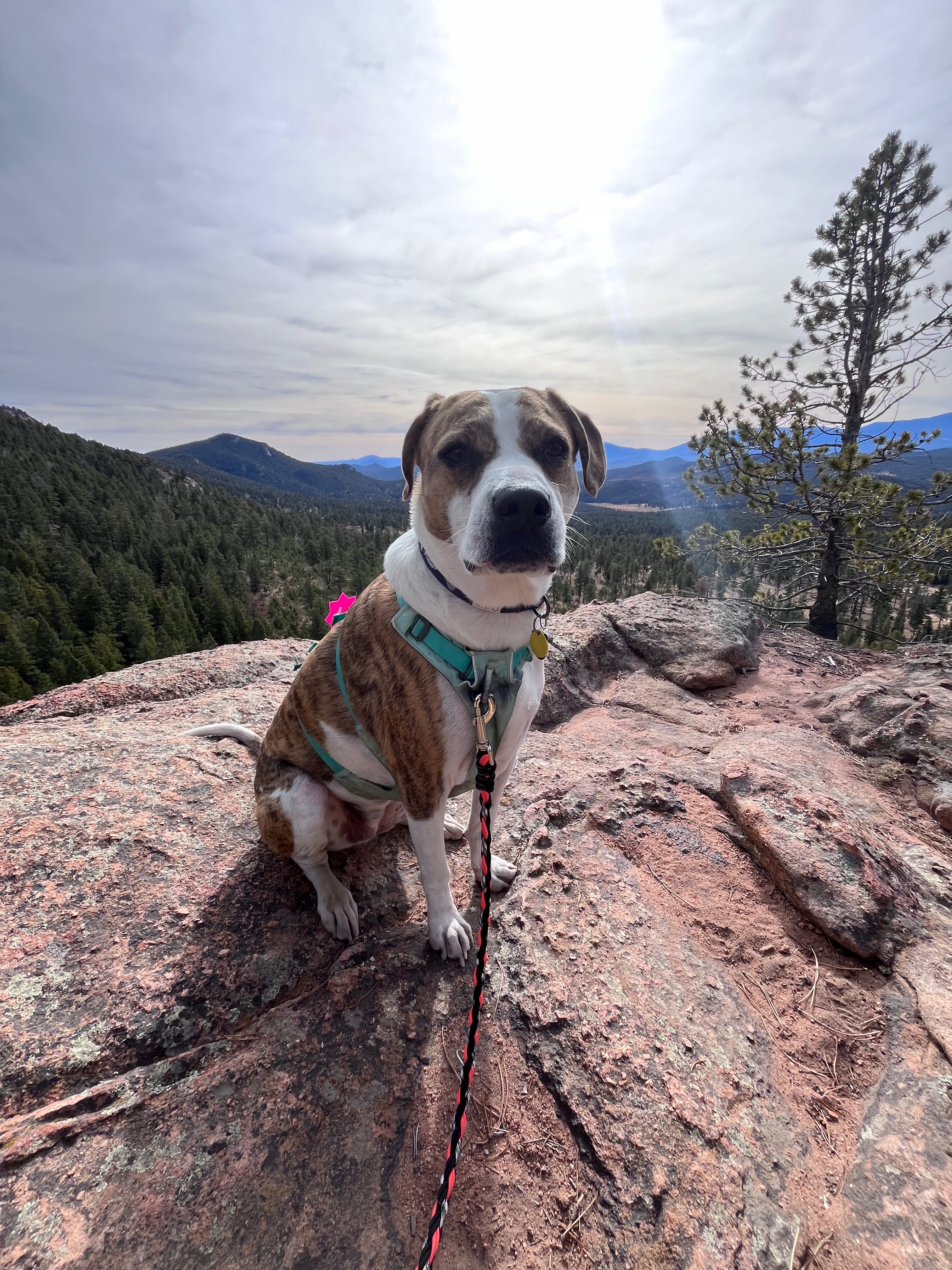30 Mile Dog Walk for American Cancer Society campaign photo, 2 of 7