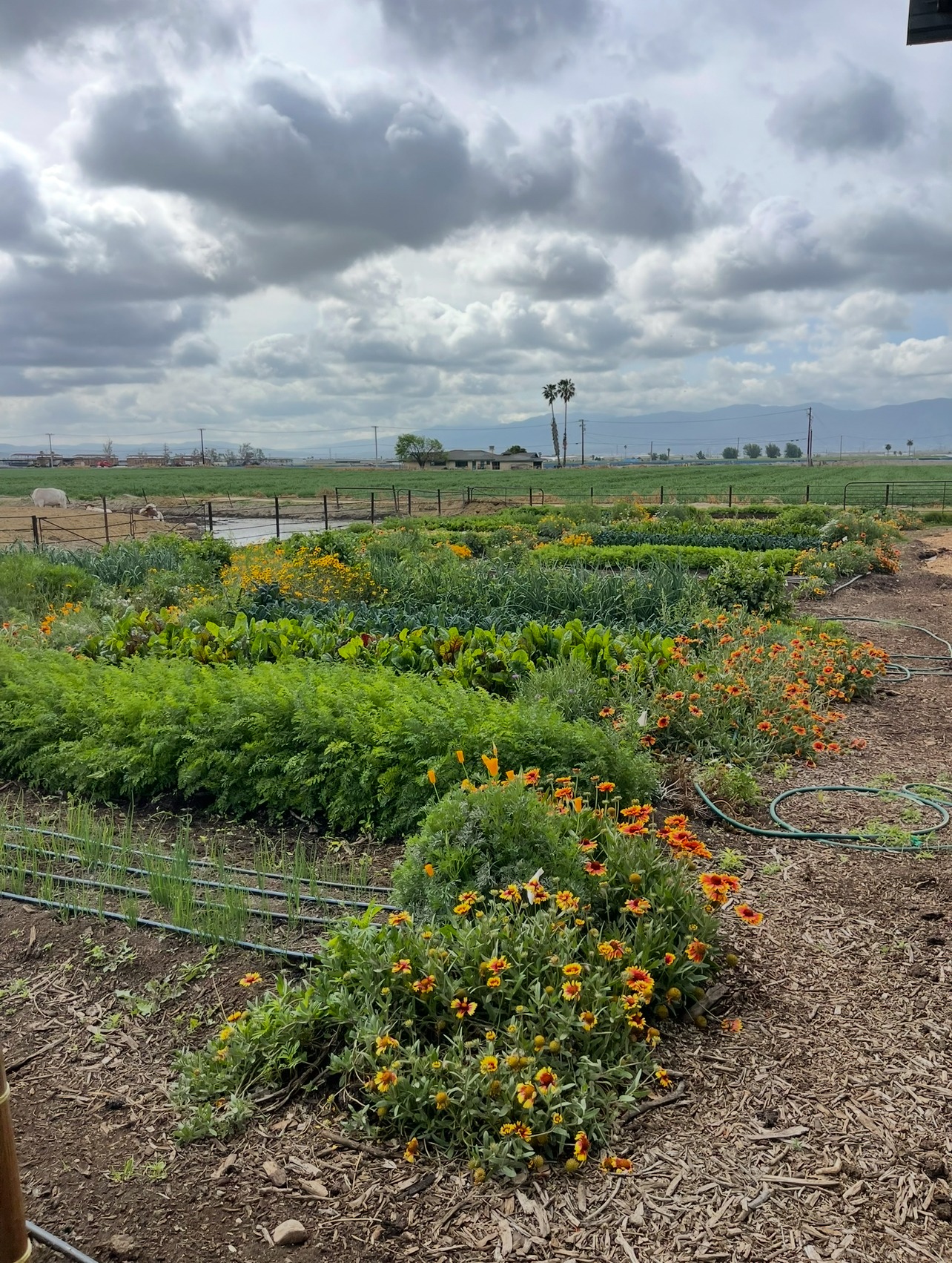 Help David Grow More Food for the Community campaign photo, 5 of 7