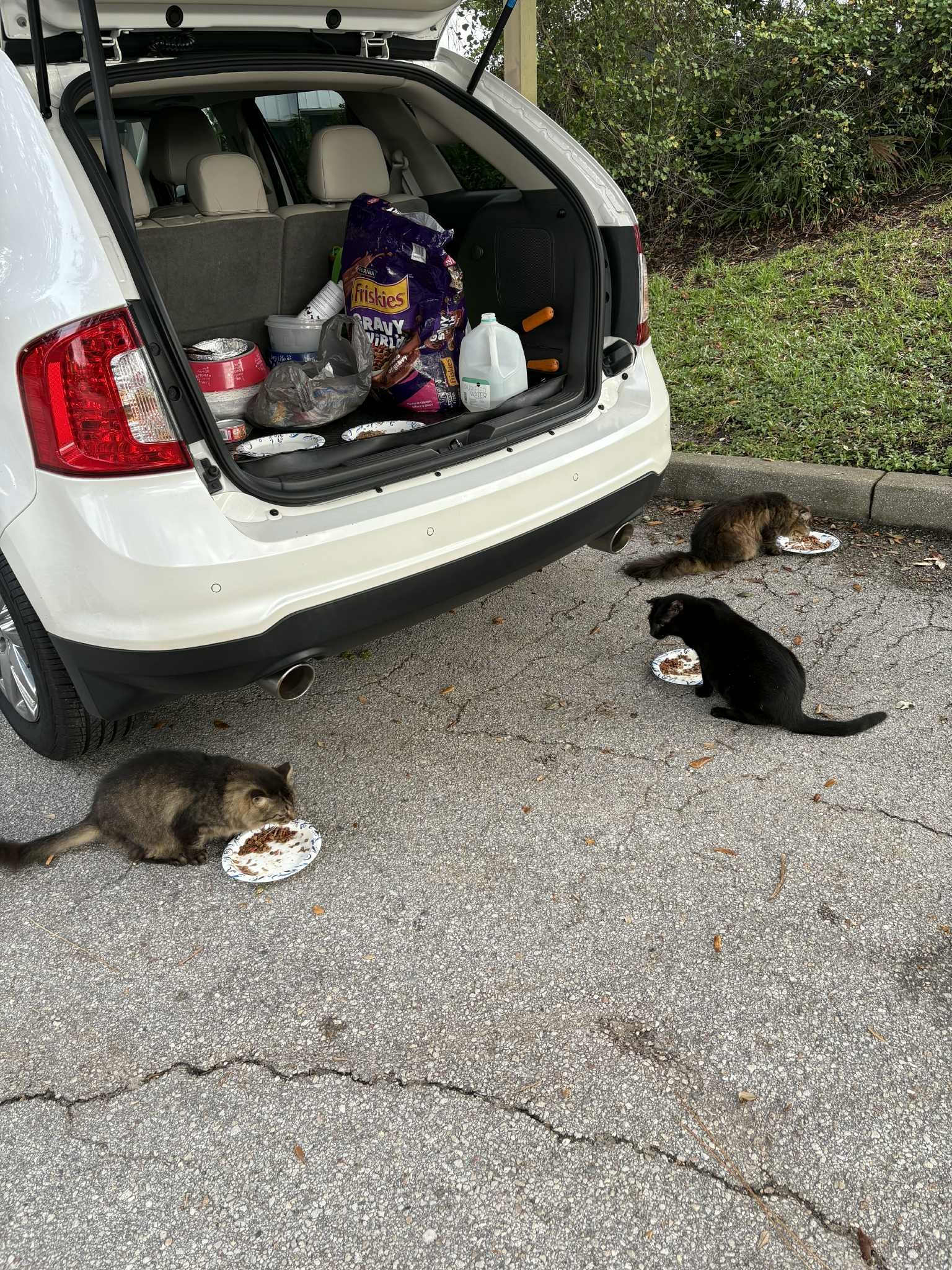 Feed Elaine's community cats so she can get surgery. campaign photo, 4 of 5