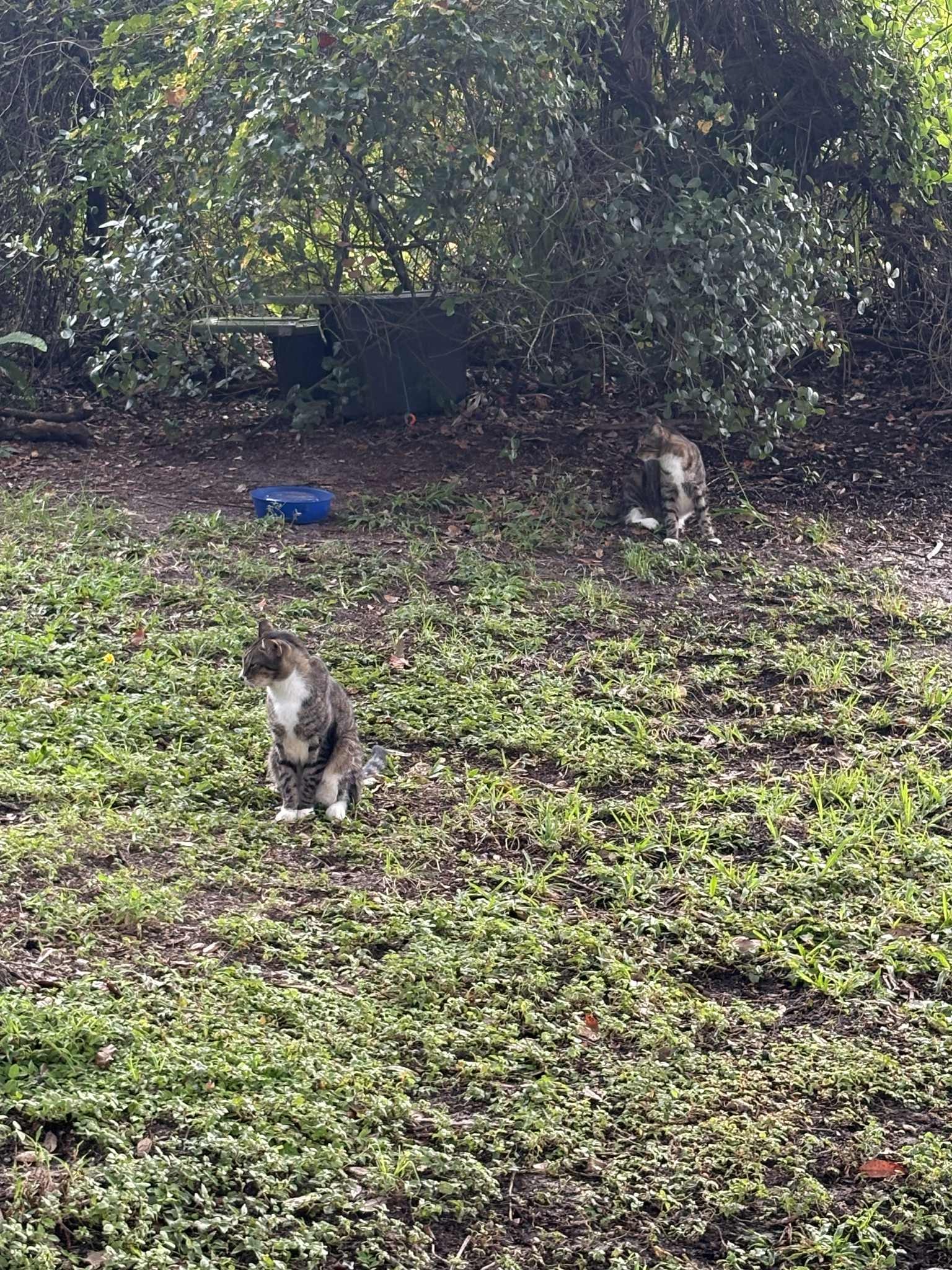 Feed Elaine's community cats so she can get surgery. campaign photo, 2 of 5
