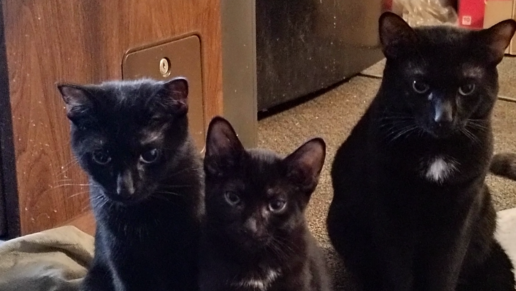 Donate to Save Orphaned Kittens photo