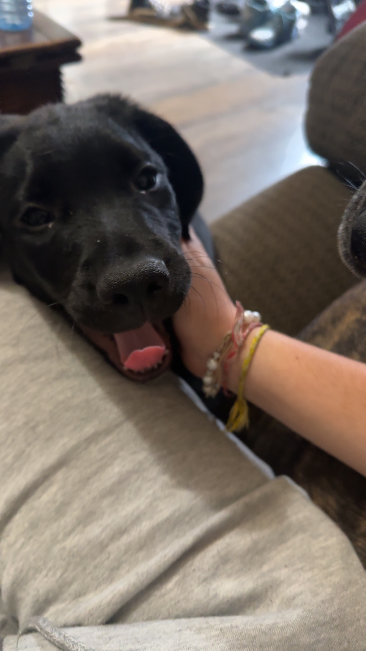 Help save my pup from fighting parvo campaign photo, 2 of 6