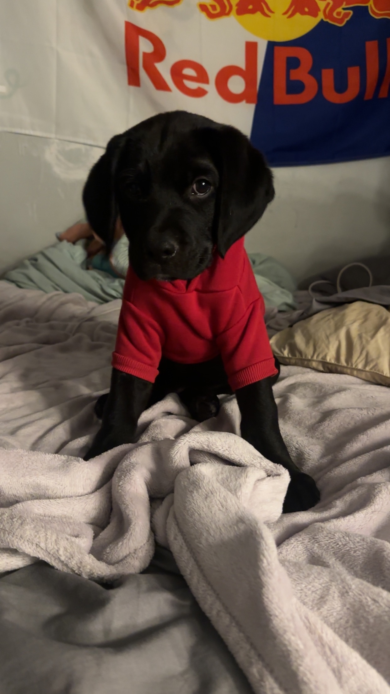 Help save my pup from fighting parvo campaign photo, 5 of 6