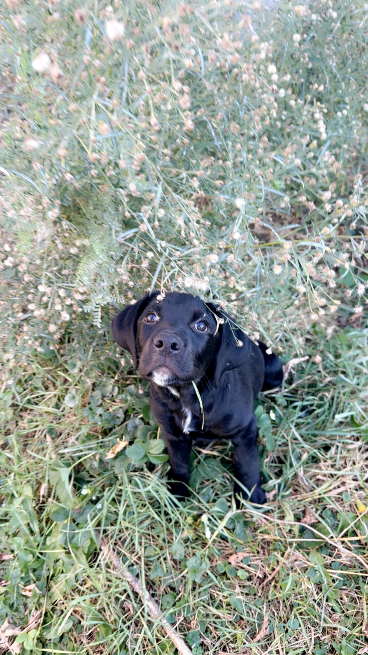 Help save my pup from fighting parvo campaign photo, 4 of 6