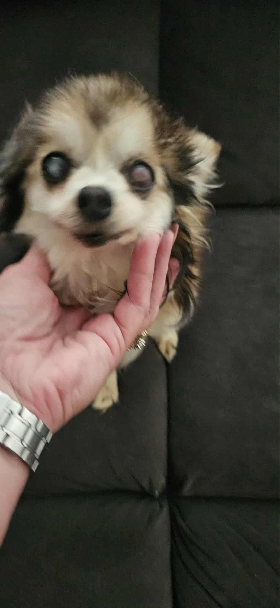 Rango Needs Eye Surgery campaign photo, 2 of 4