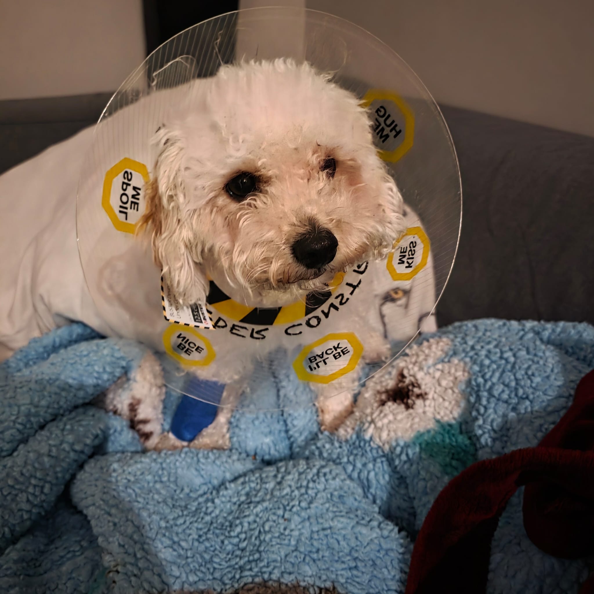 Peanut's Medical Treatment campaign photo, 7 of 8