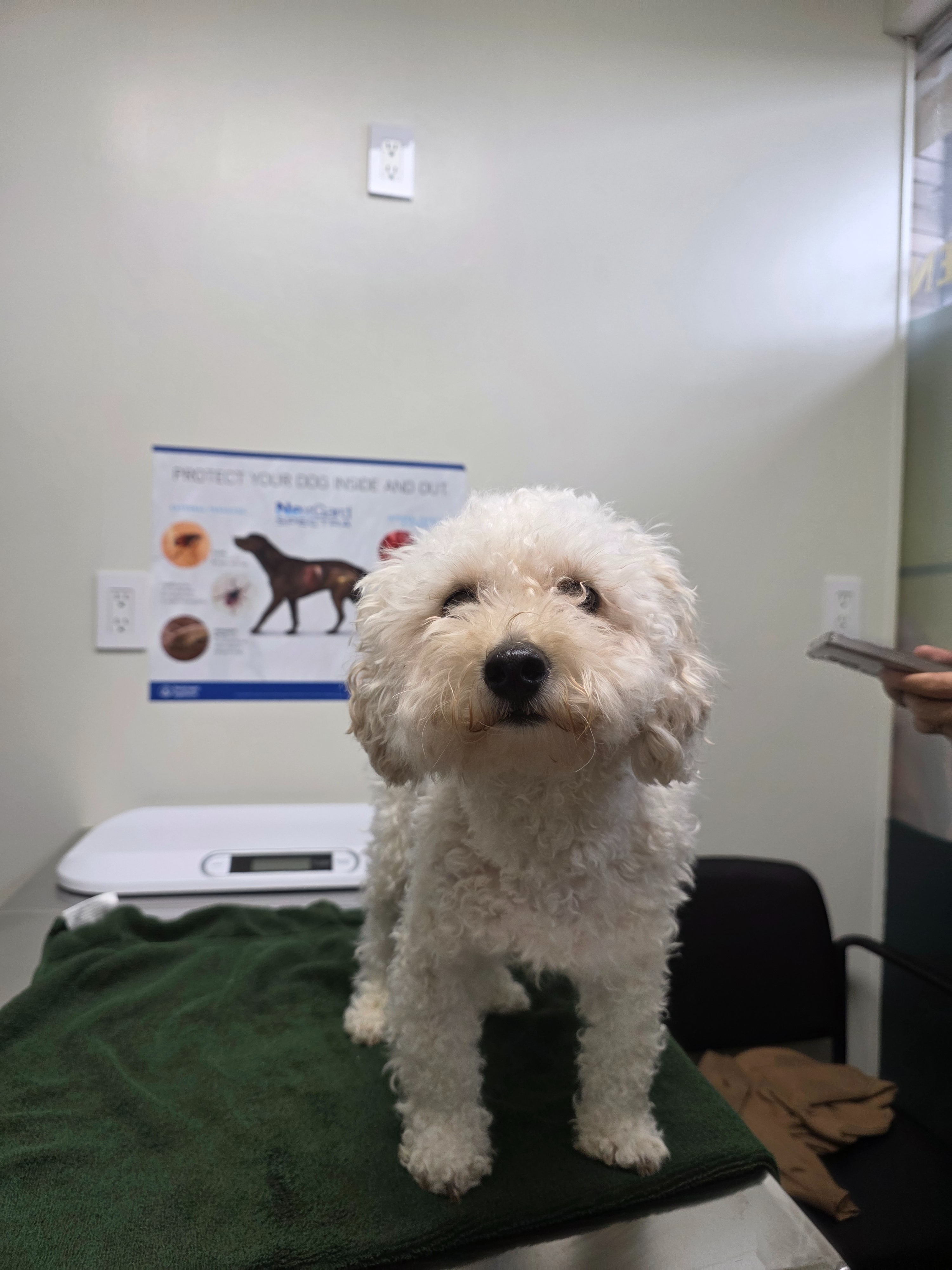 Peanut's Medical Treatment campaign photo, 4 of 8