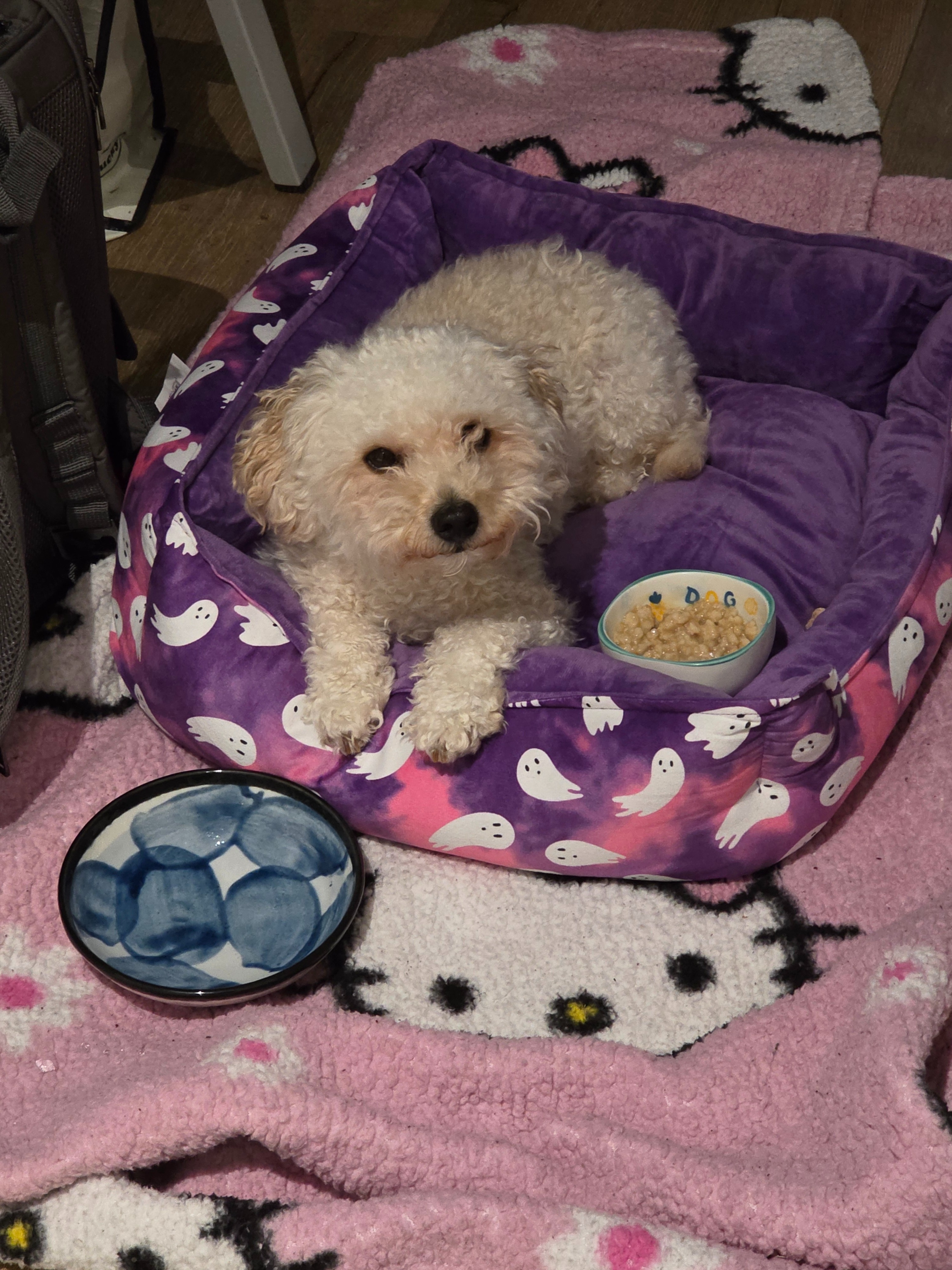 Peanut's Medical Treatment campaign photo, 5 of 8