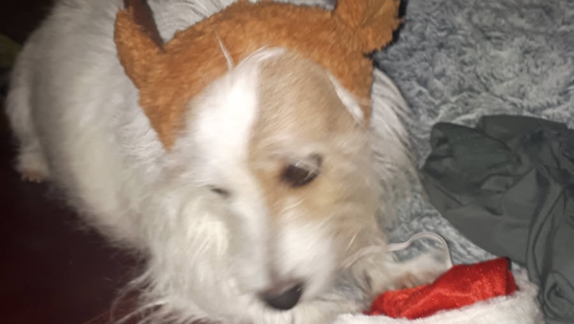 Bella moon fur baby is suffering with cushions disease photo