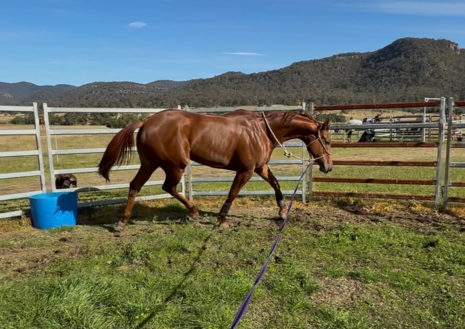 Second Stride Sanctury- Racehorse Rescue campaign photo, 7 of 8