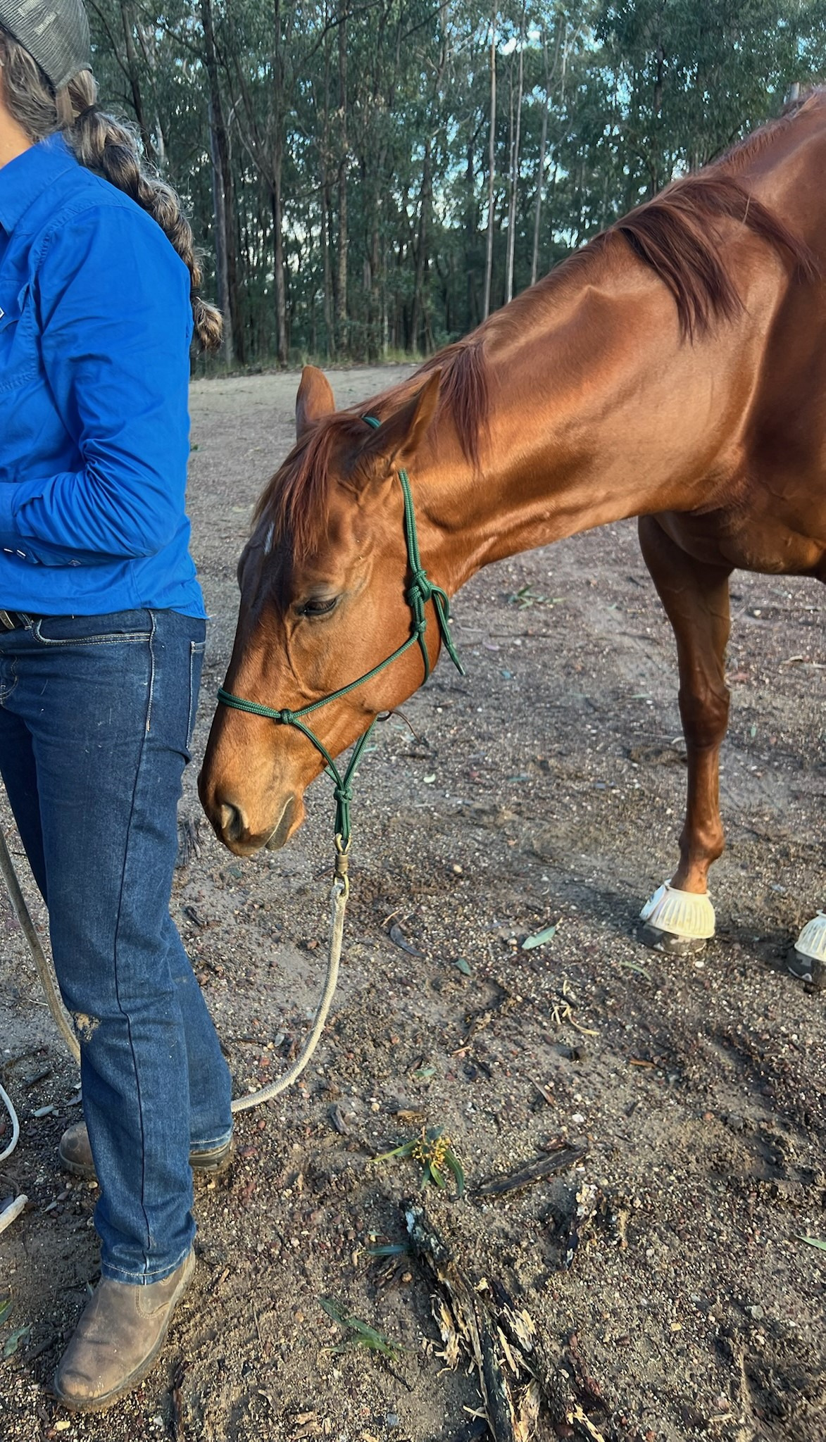 Second Stride Sanctury- Racehorse Rescue campaign photo, 2 of 8