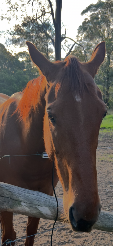 Second Stride Sanctury- Racehorse Rescue campaign photo, 4 of 8