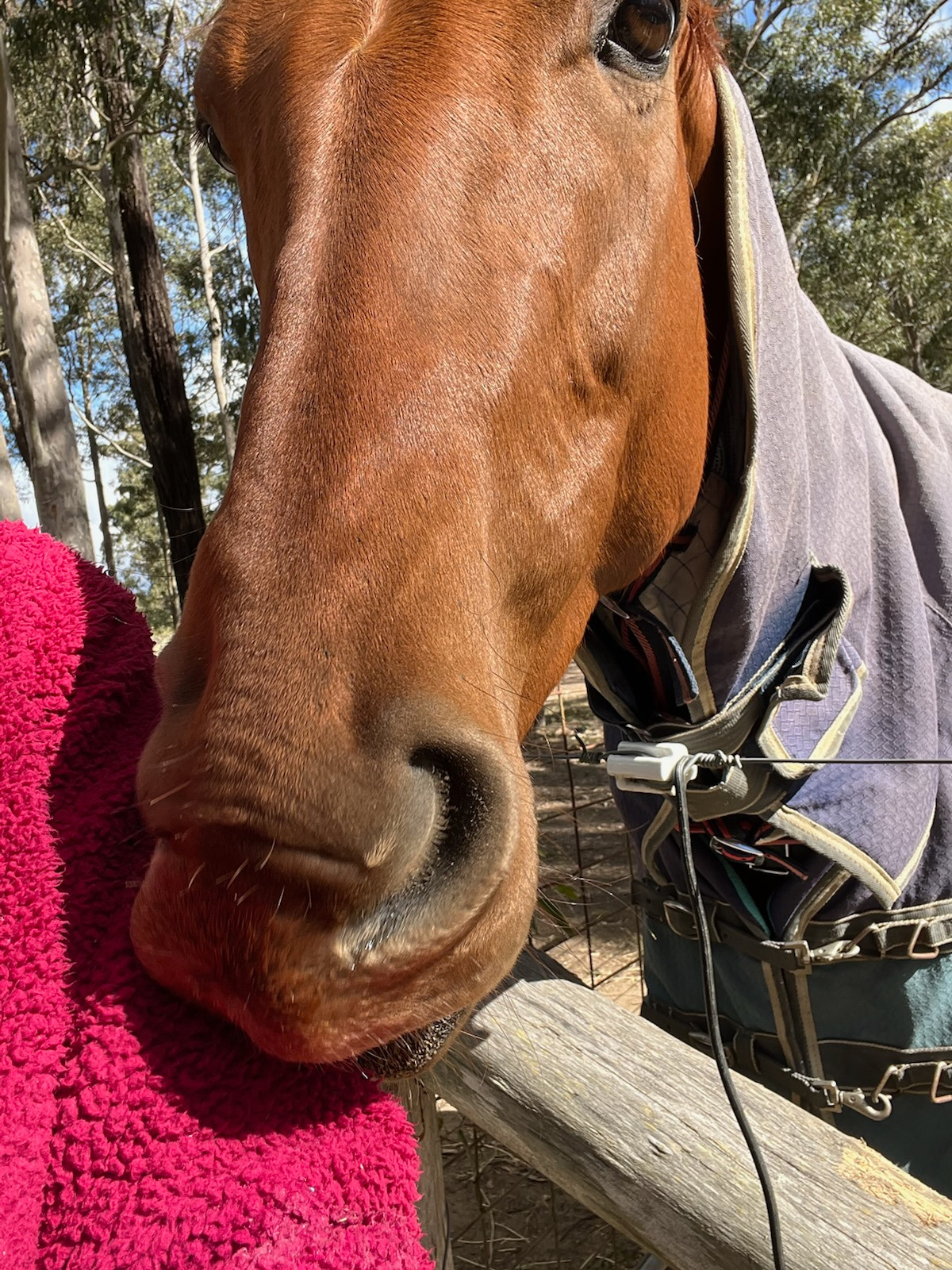 Second Stride Sanctury- Racehorse Rescue campaign photo, 5 of 8
